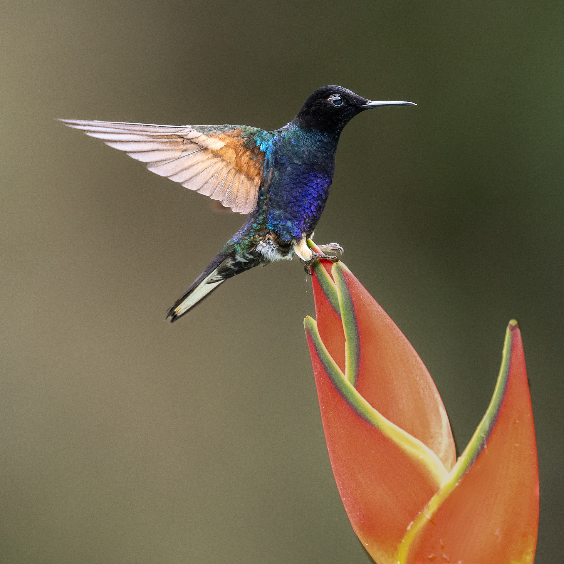 Velvet-purple coronet