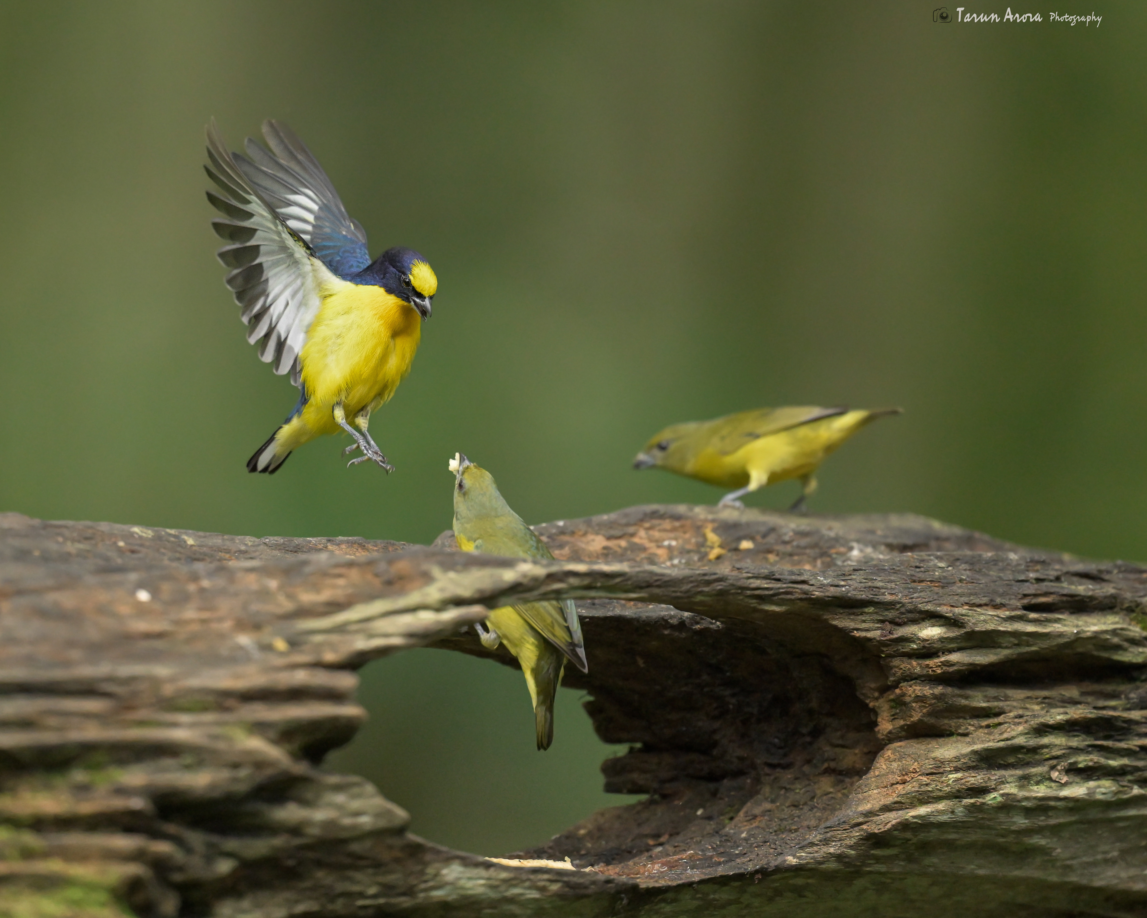 Purple-throated euphonia, European greenfinch