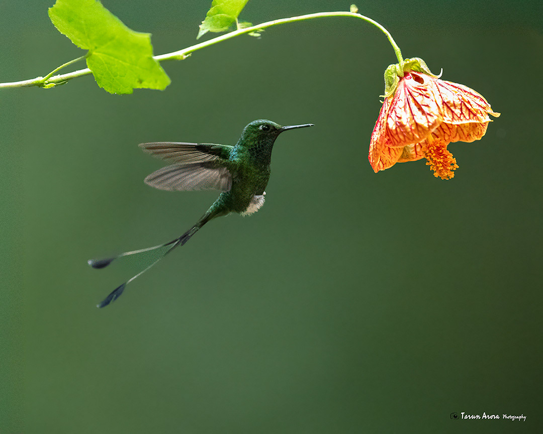 Racket-tail