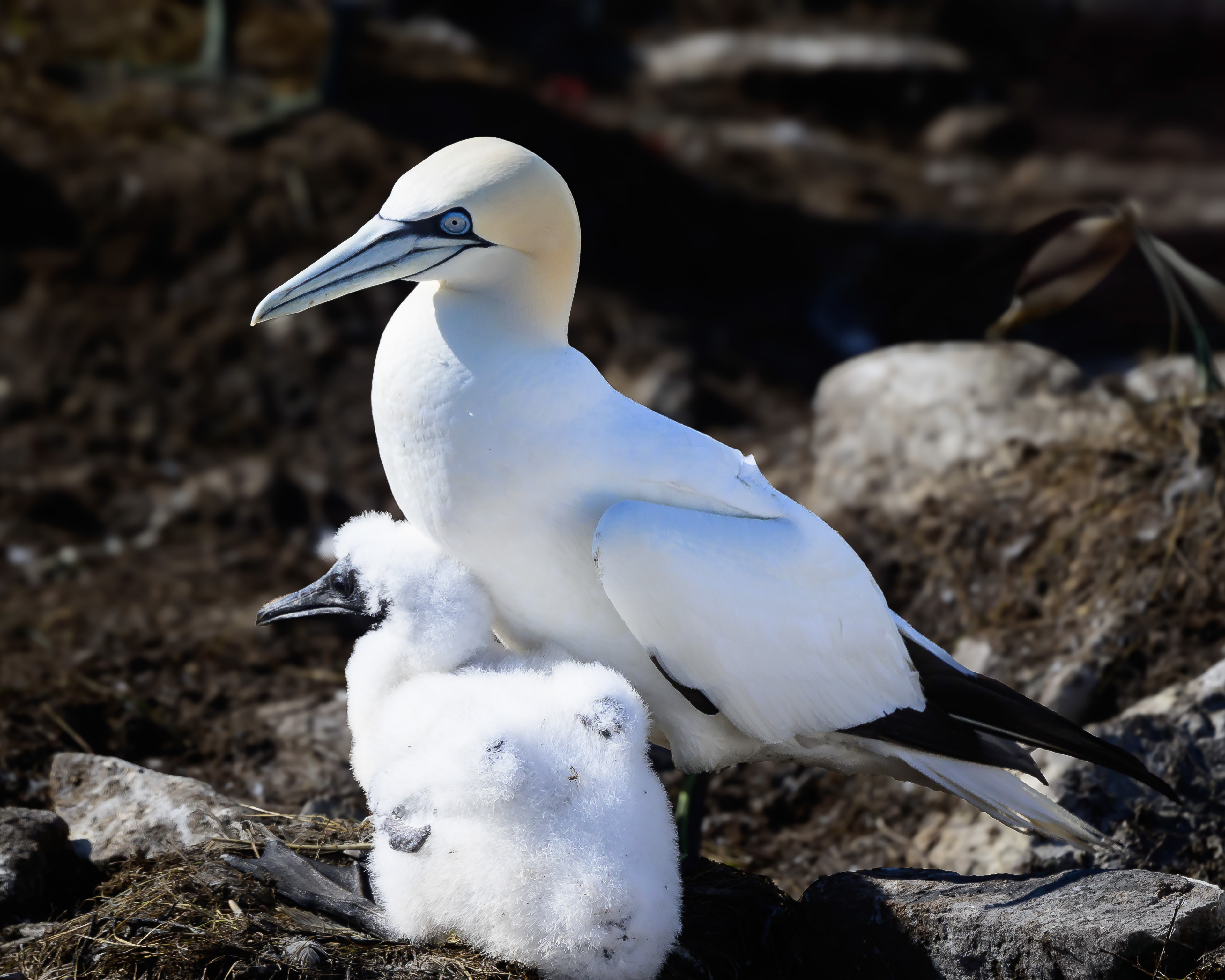 Gannet with a Chick