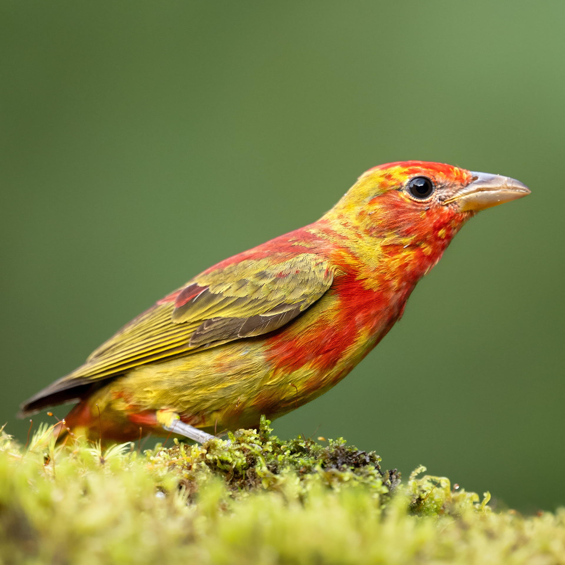 Summer Tanager