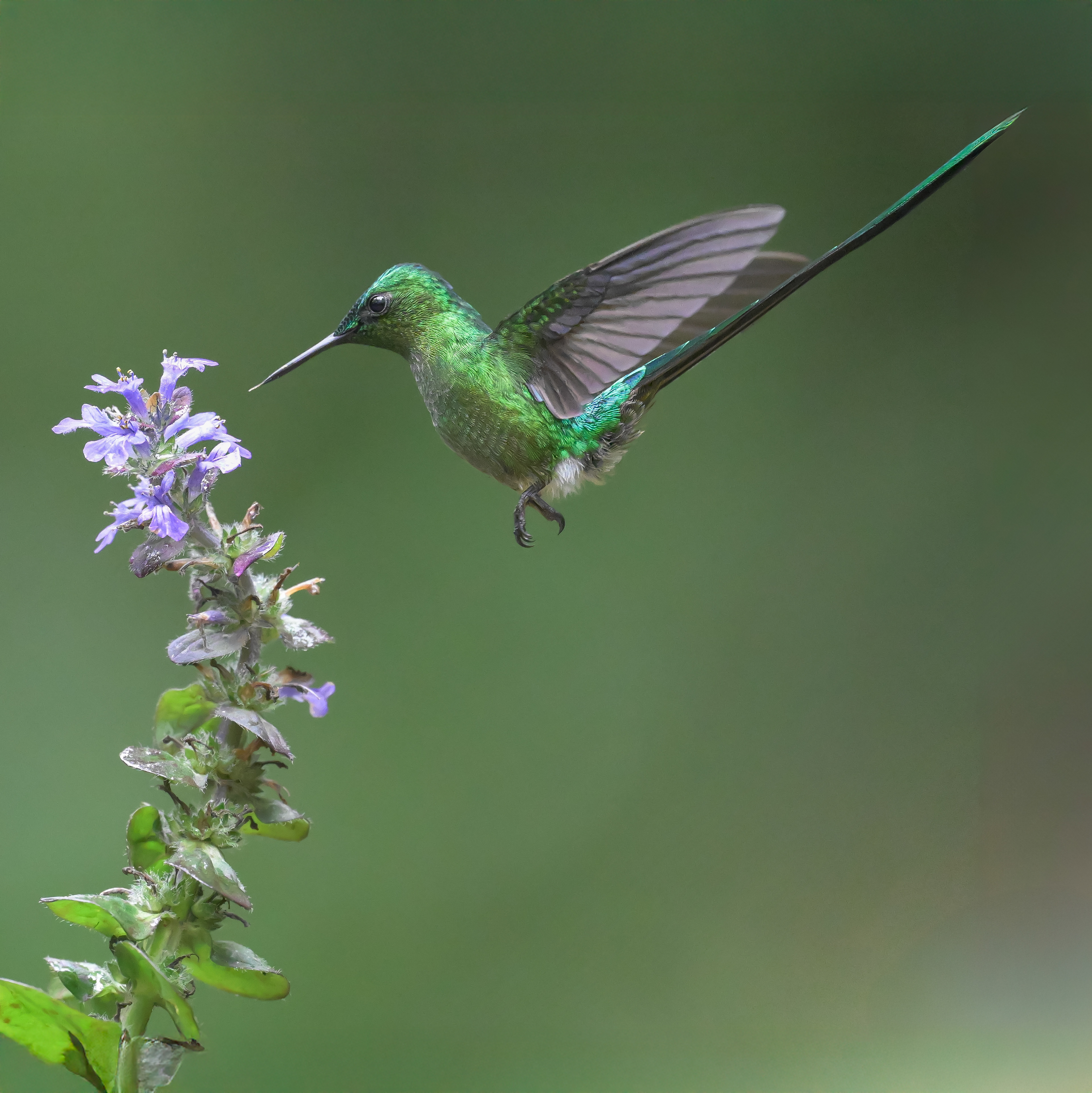 Long-tailed Sylph