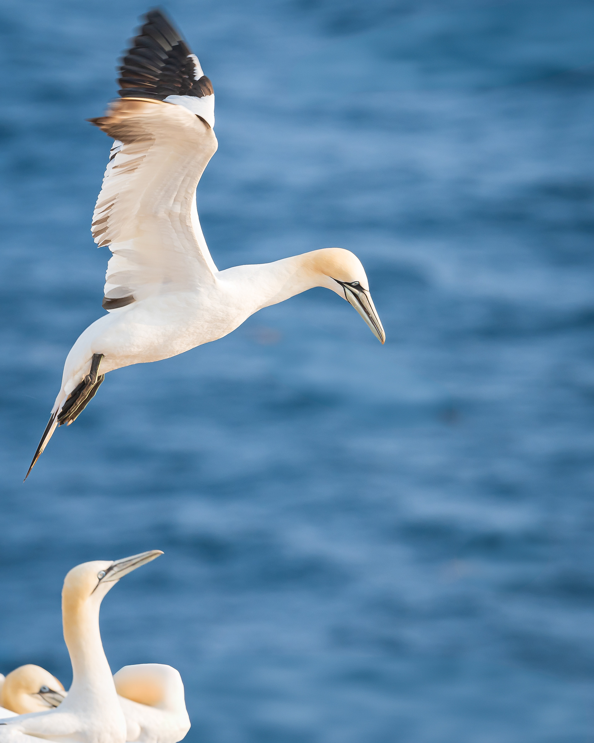 Coming in for a landing - Newfoundland-Canada