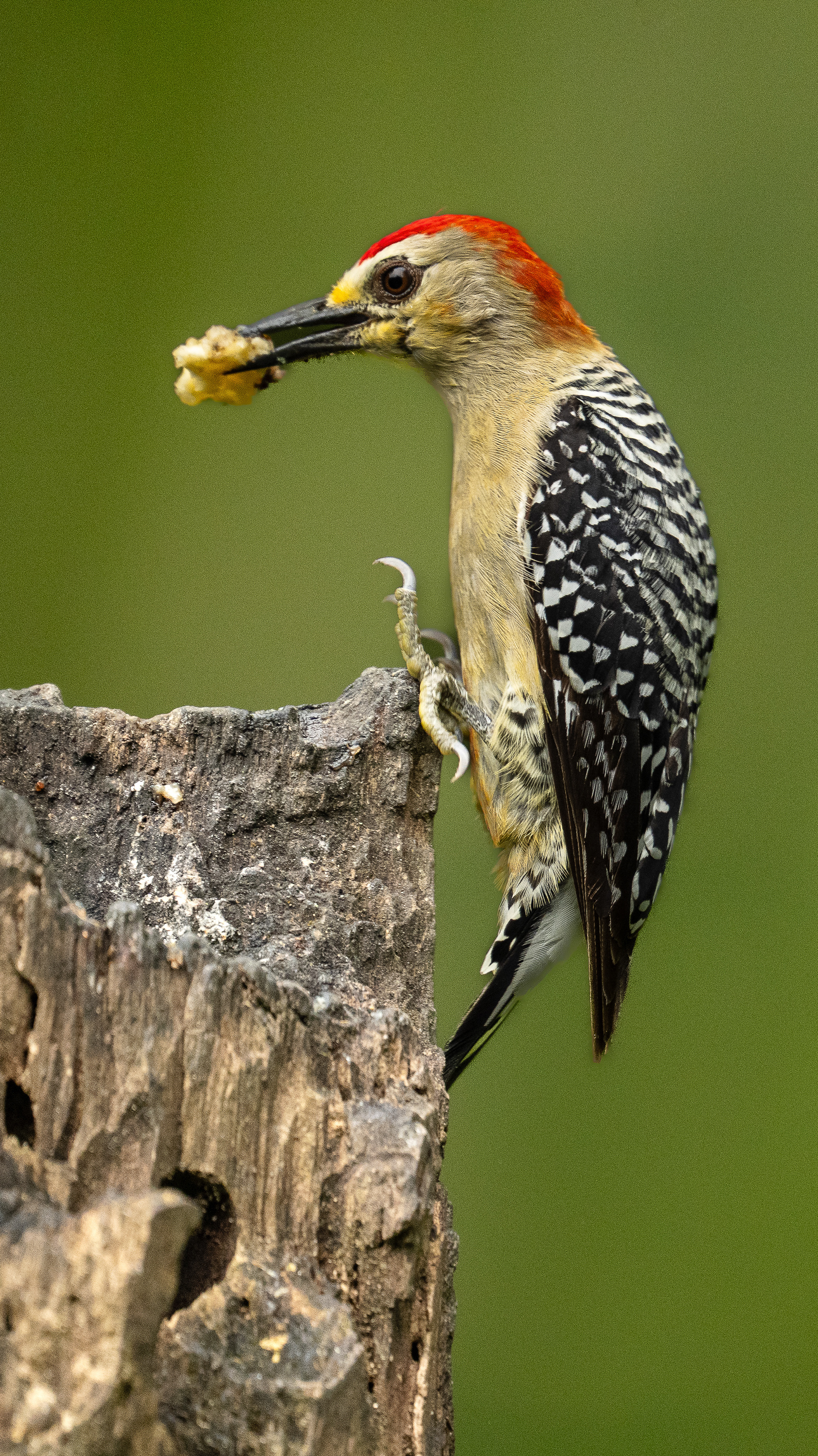 Red Crowned Woodpecker