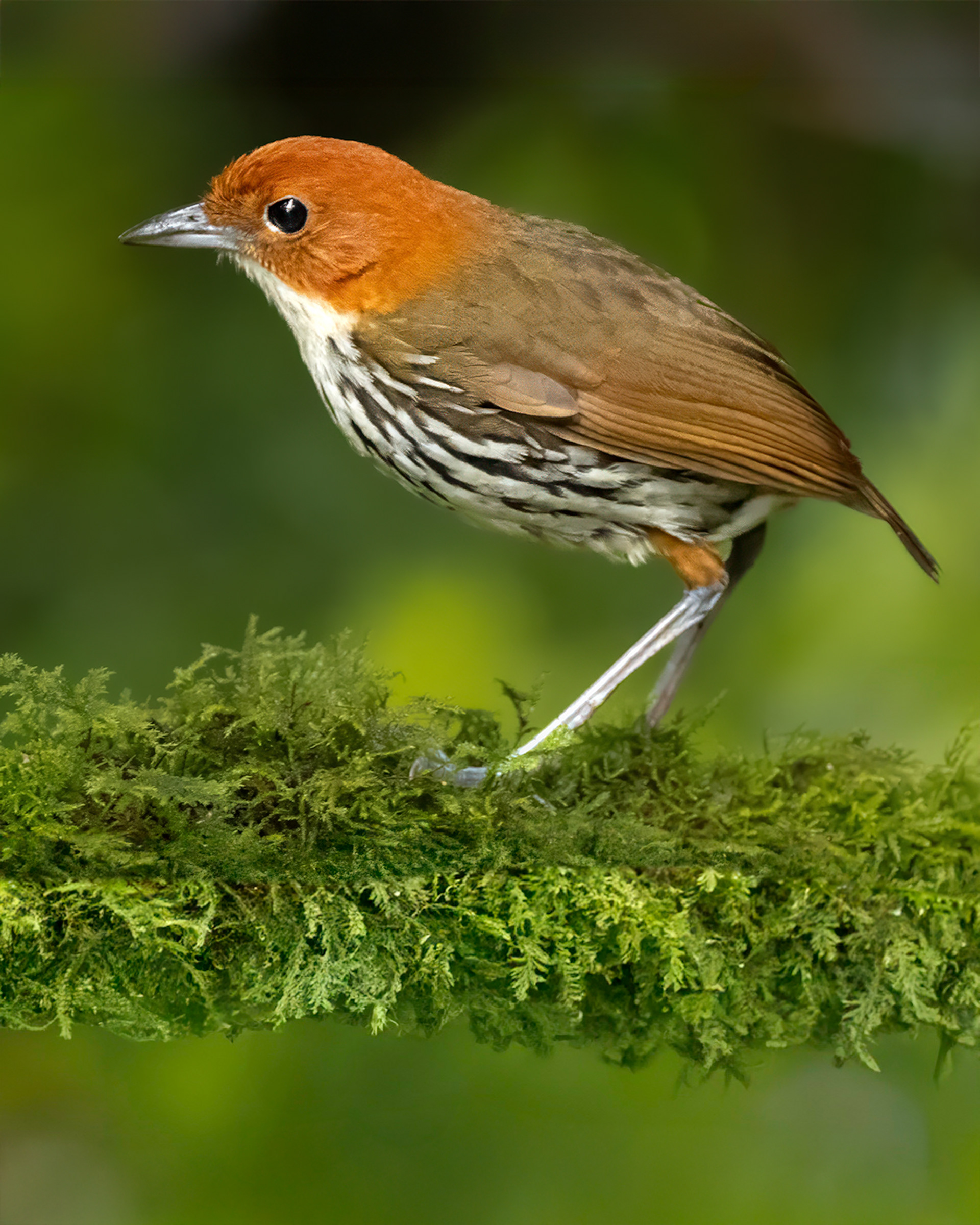 Chestnut-crowned antpitta