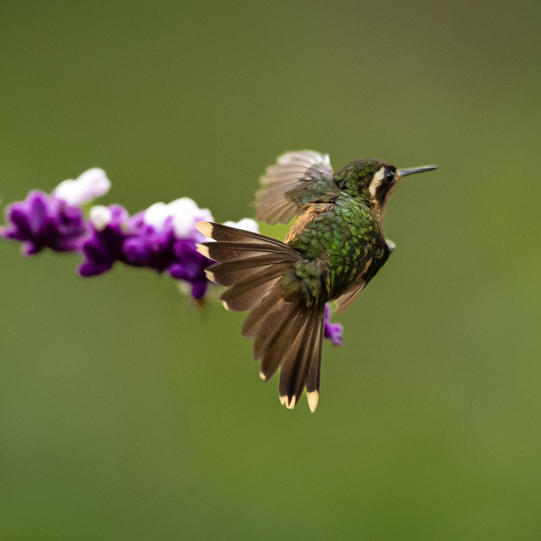 Another Speckled Hummingbird