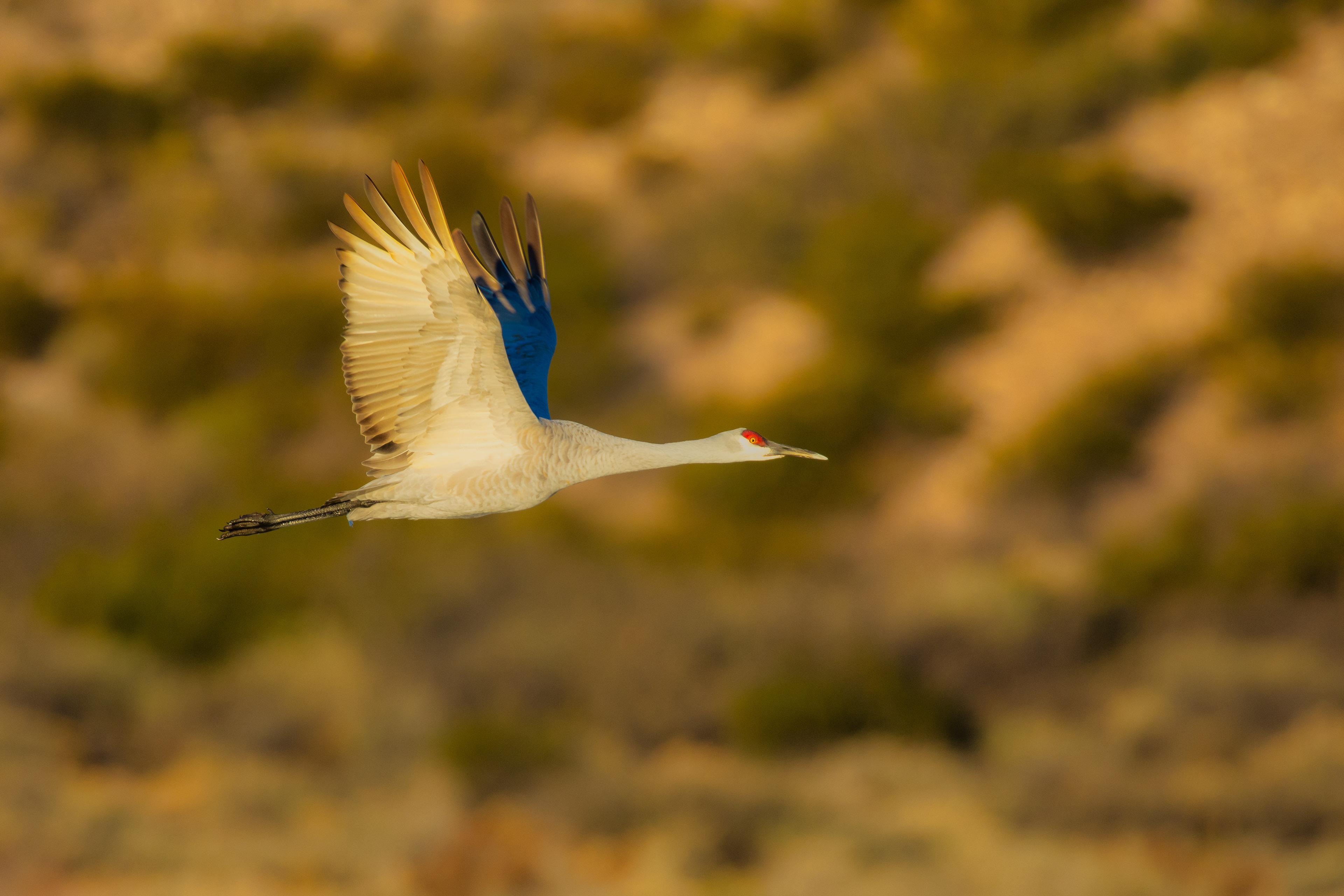 Sandhill Crane, New Mexico