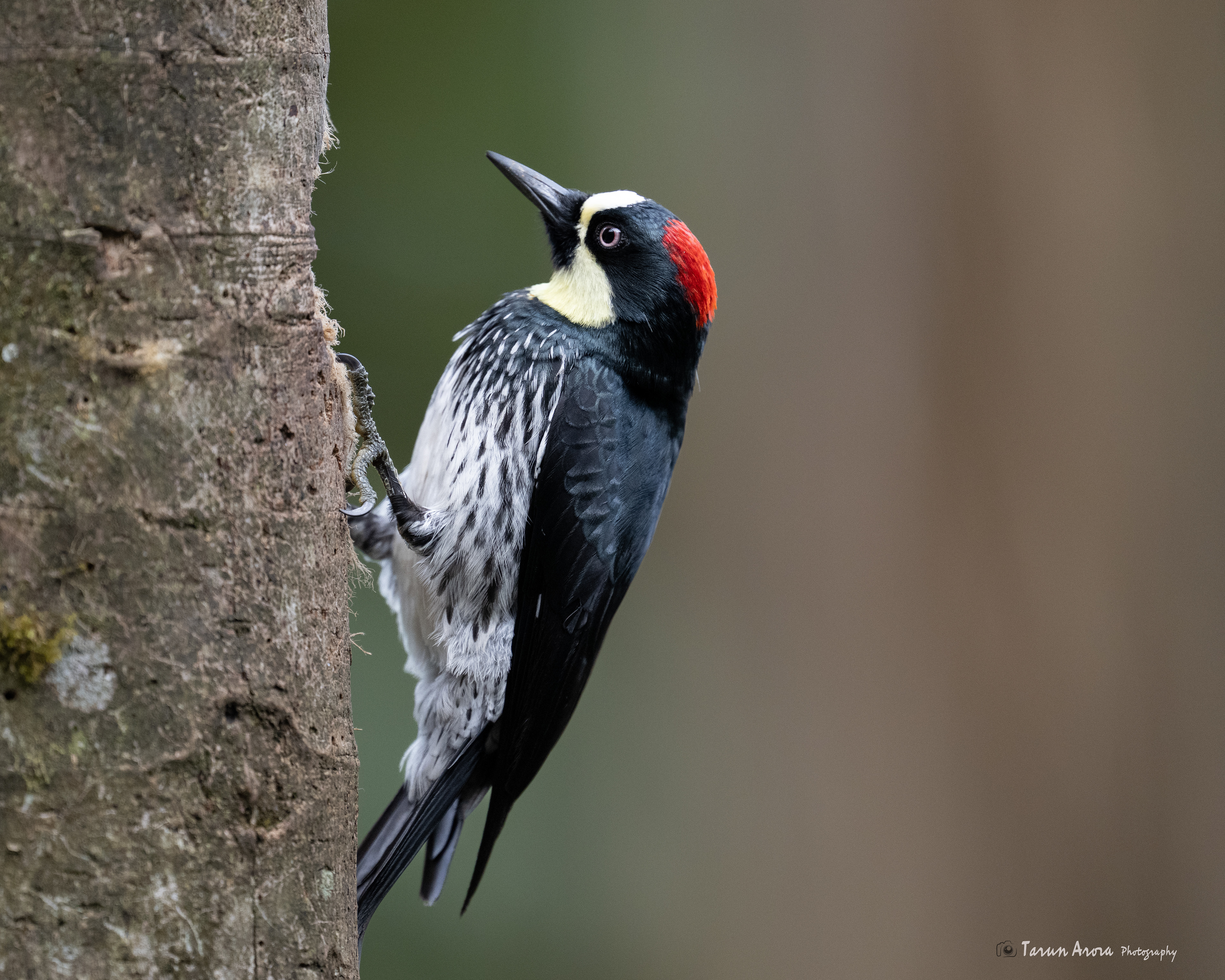 Acorn Woodpecker