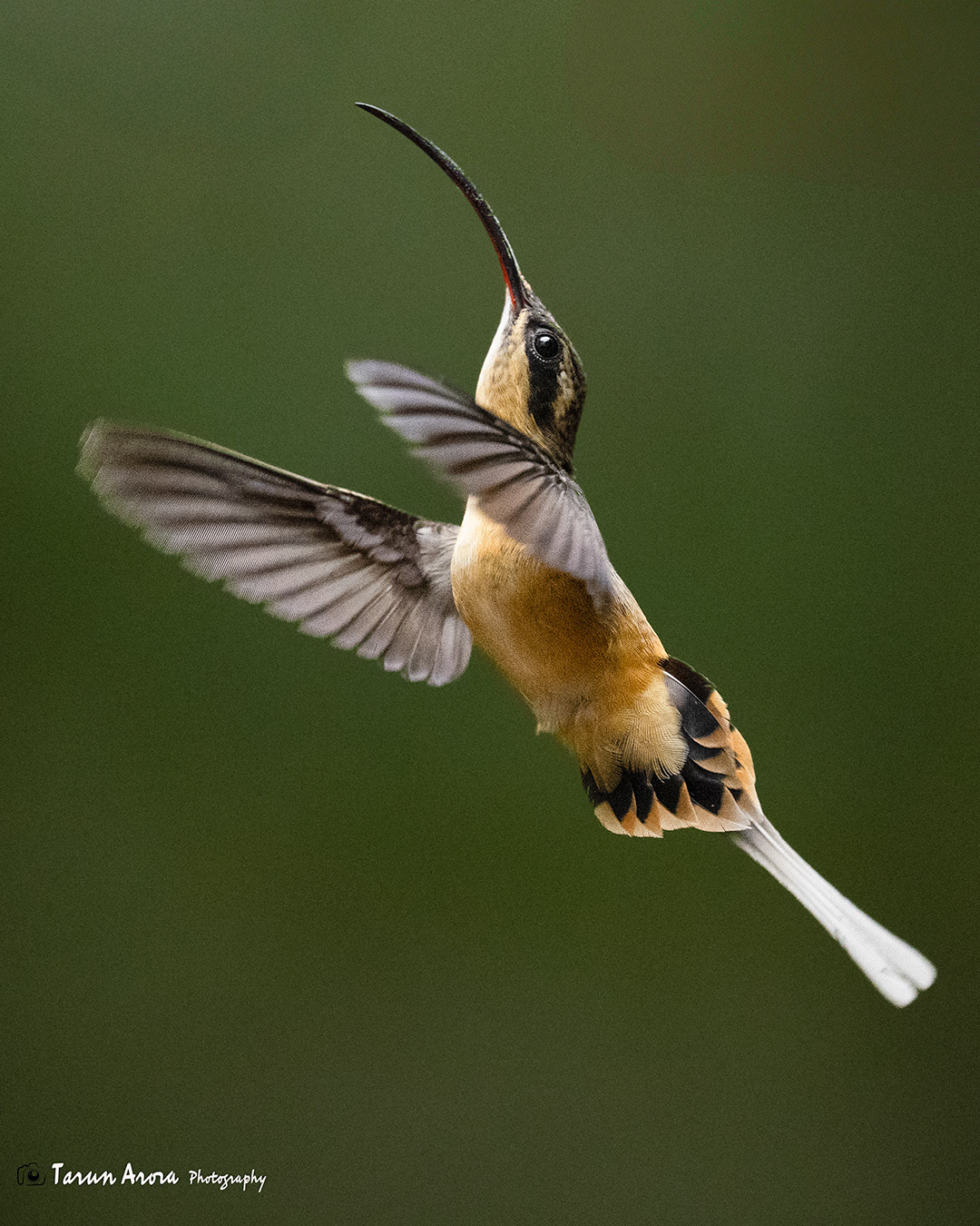 Tawny-bellied Hermit