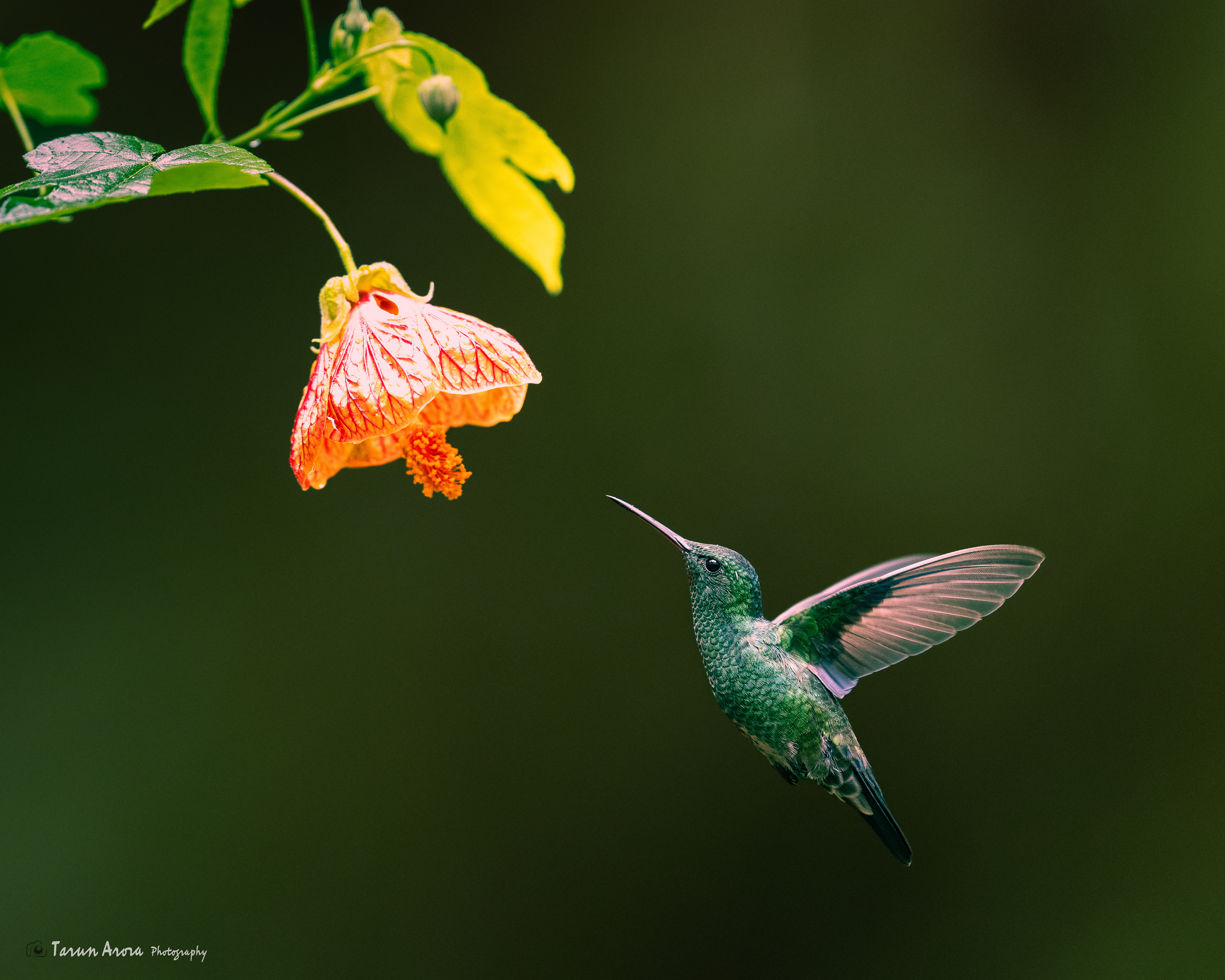 Green-Tailed Golden Throat