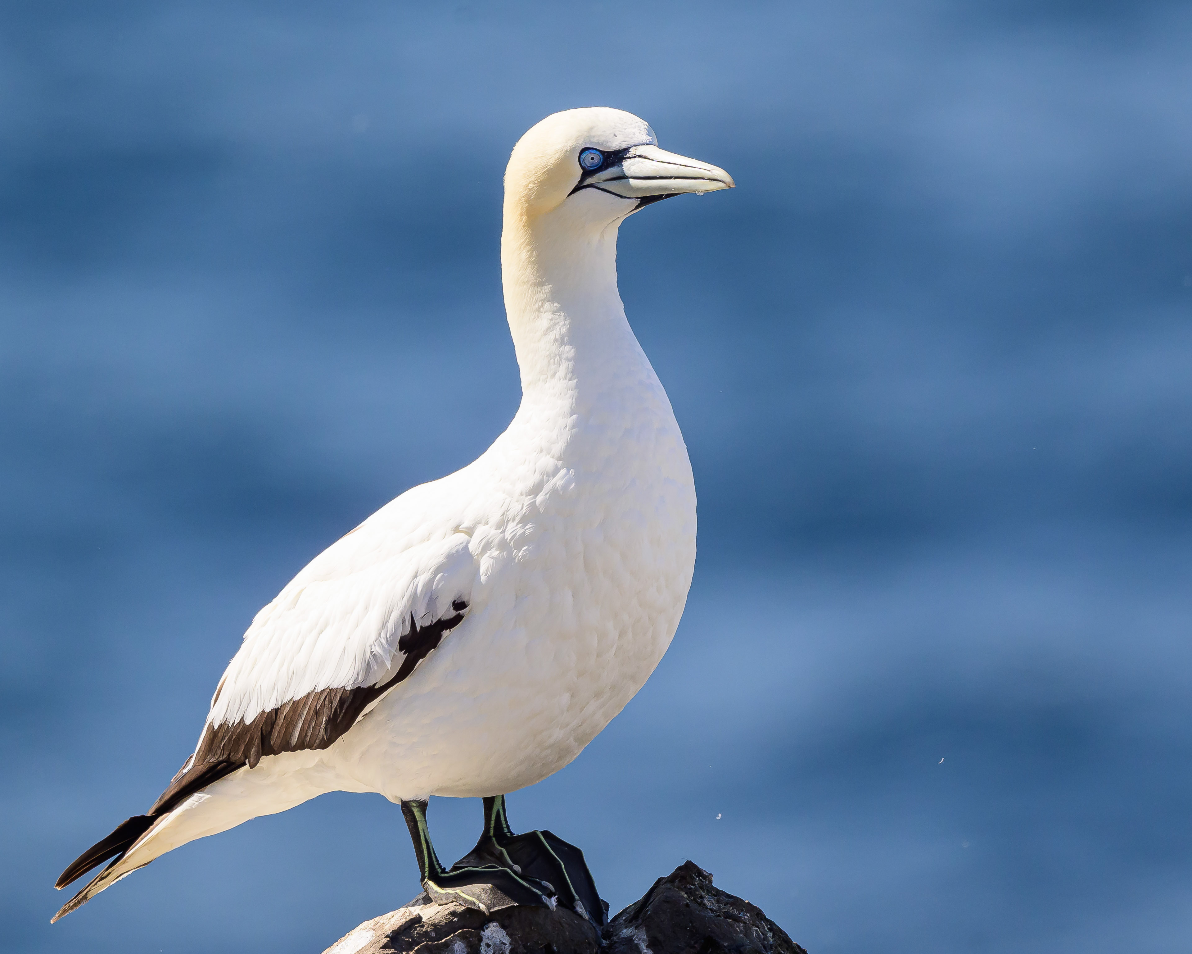 Gannet Portrait, Newfoundland-Canada