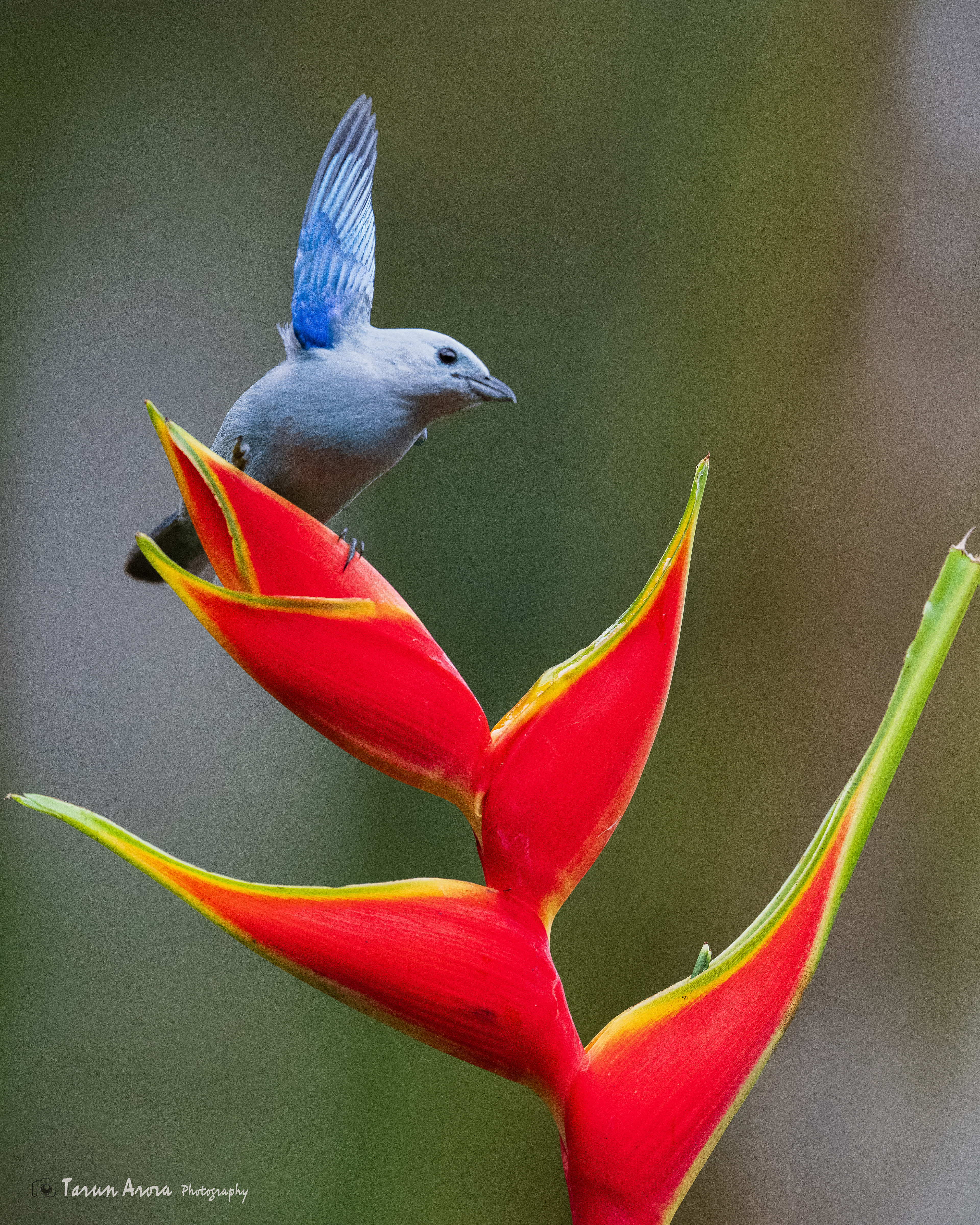 Blue-gray Tanager