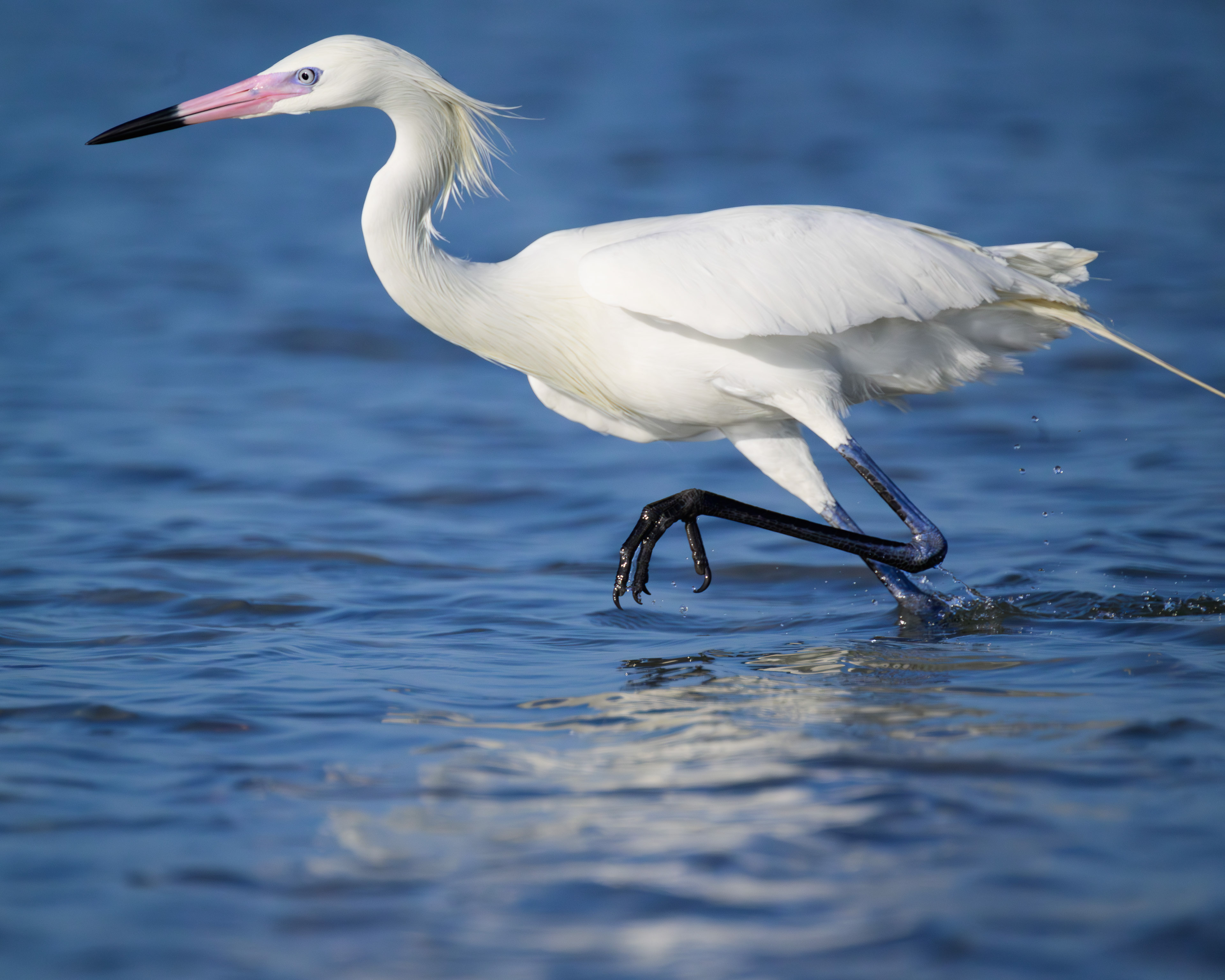 Egret Fishing, New Jersey