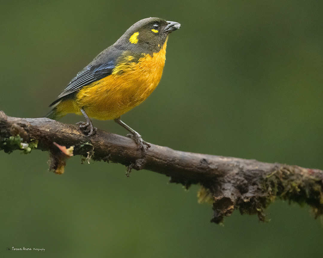 Lacrimose Mountain Tanager