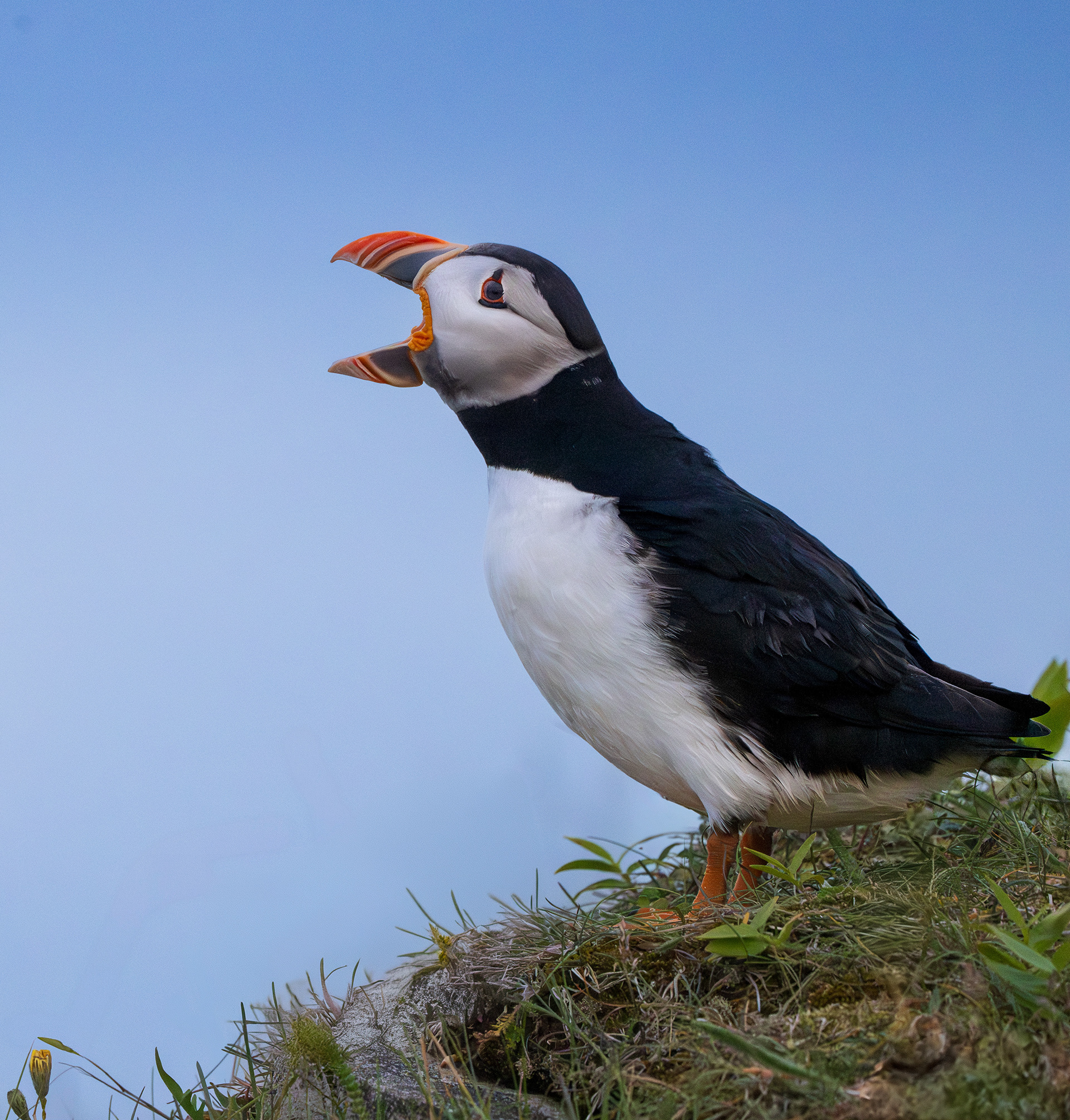 Puffin yell or yawn, Newfoundland-Canada