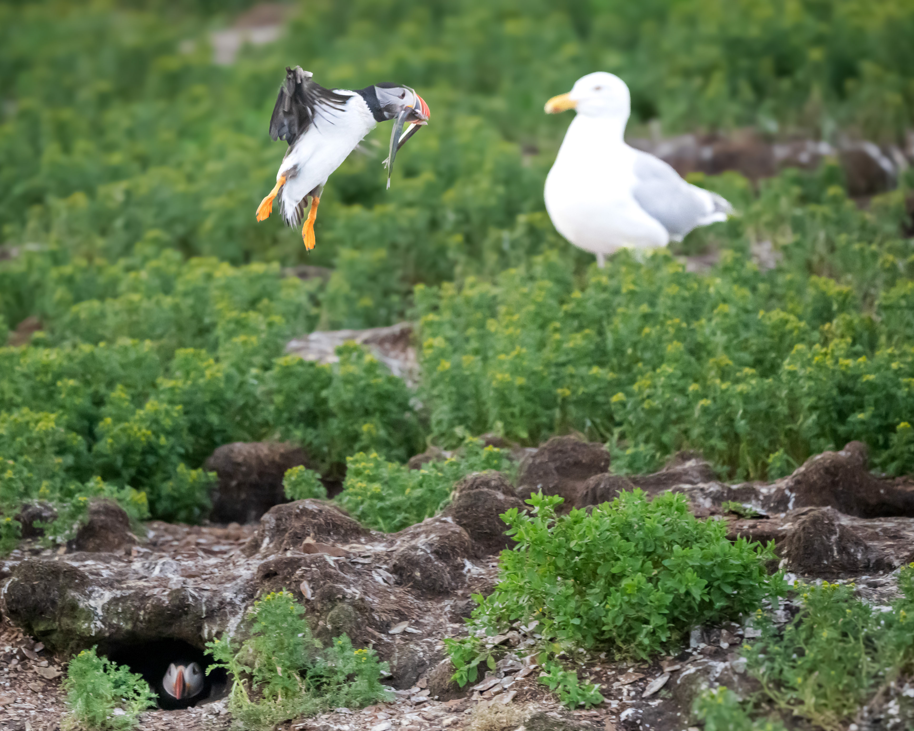 Puffin with fish. Expectant mate in Burrow