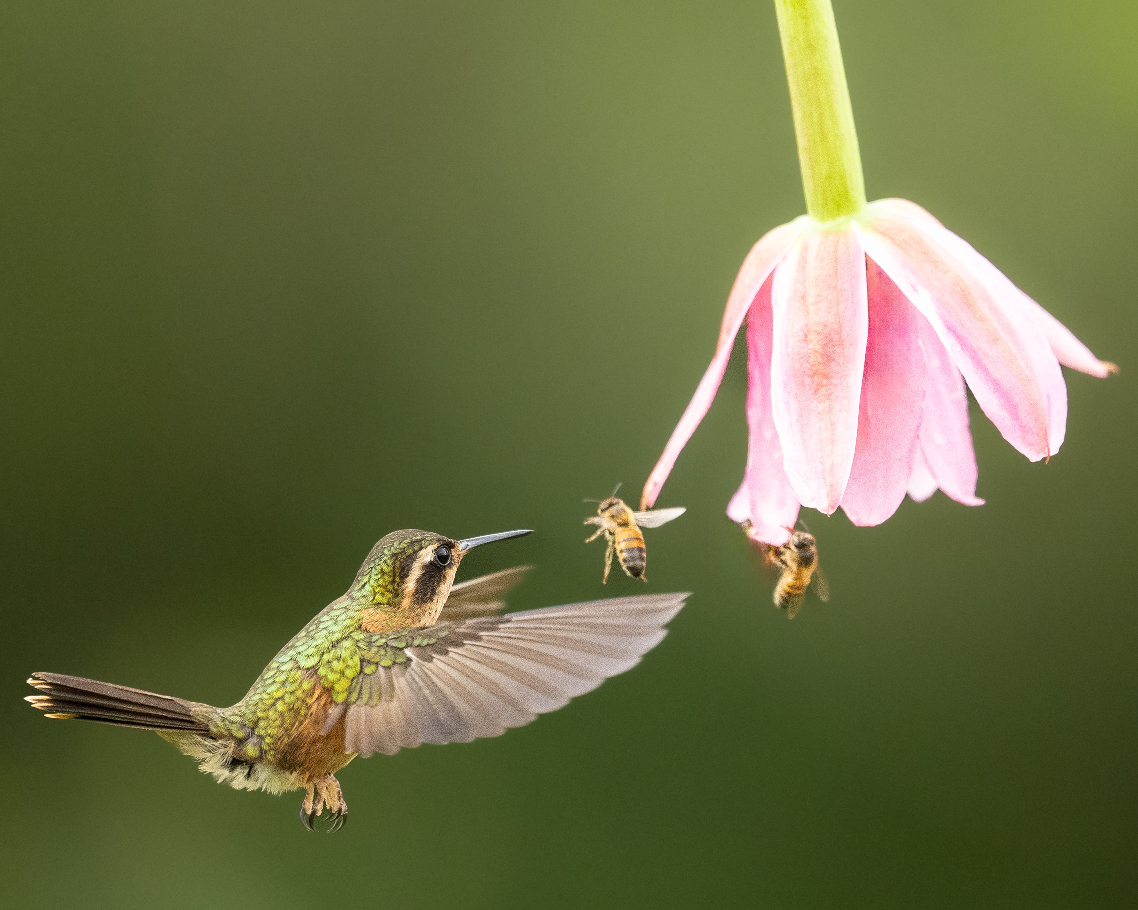 Speckled Hummingbird