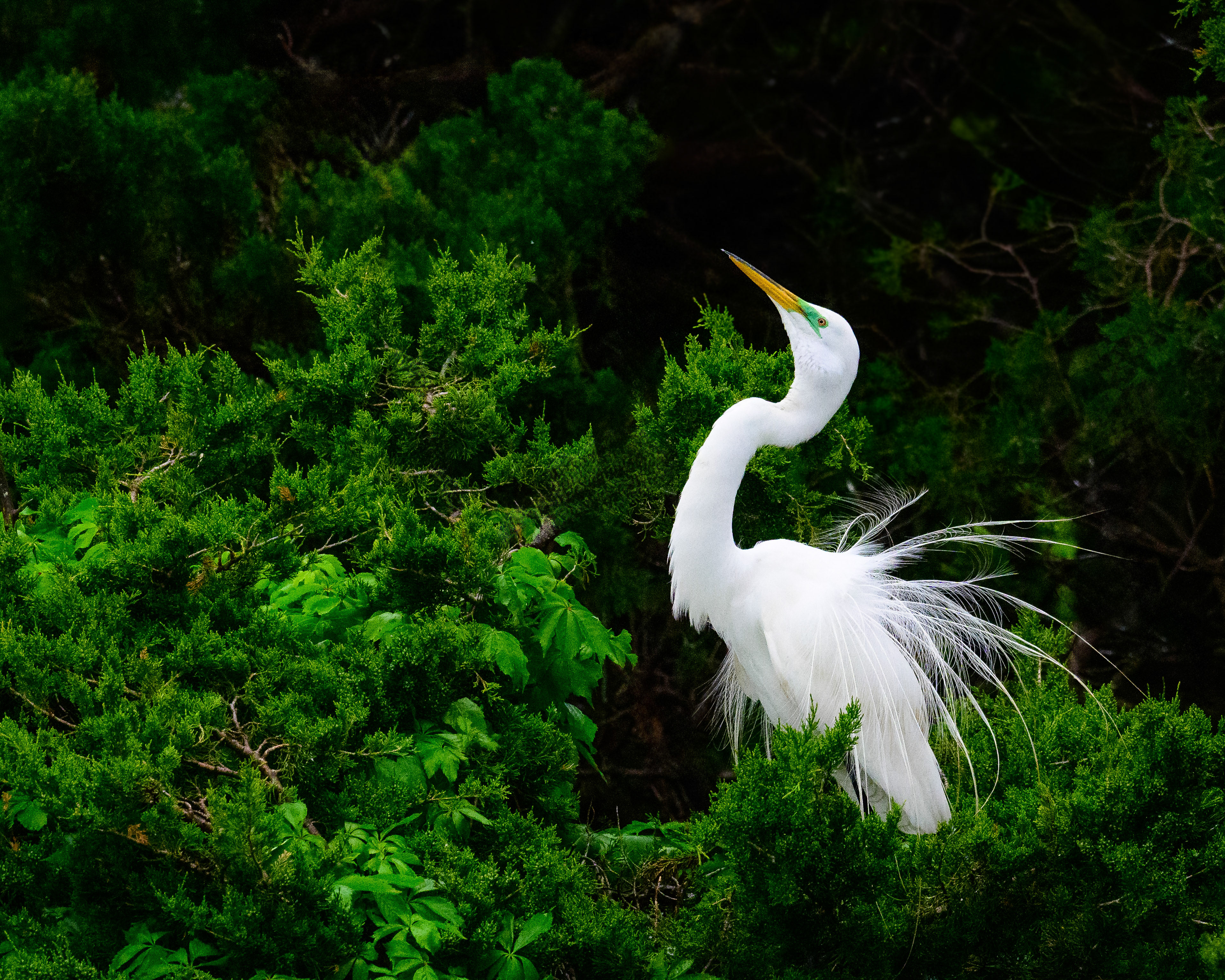 Egret Preening, New Jersey
