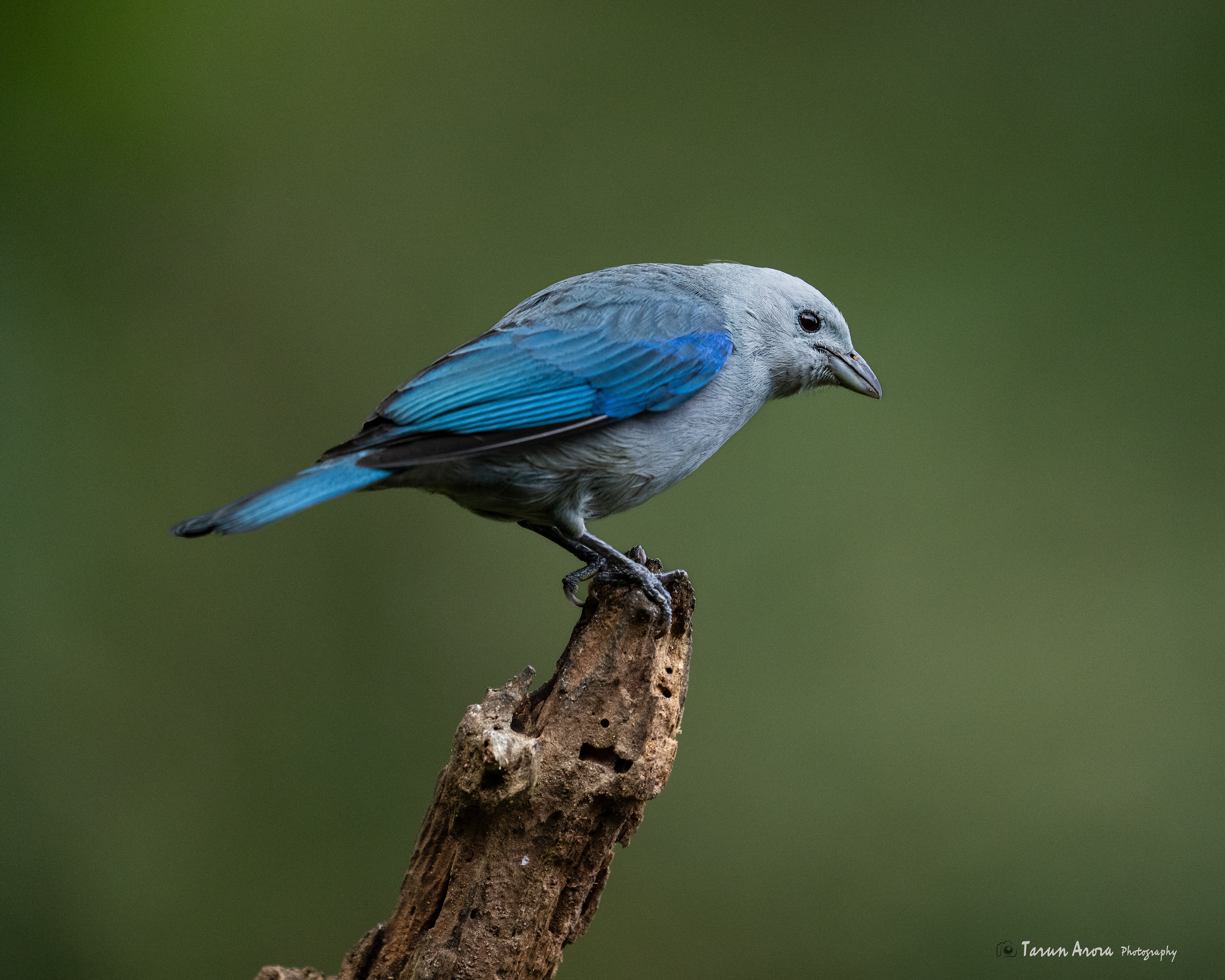 Blue-gray Tanager