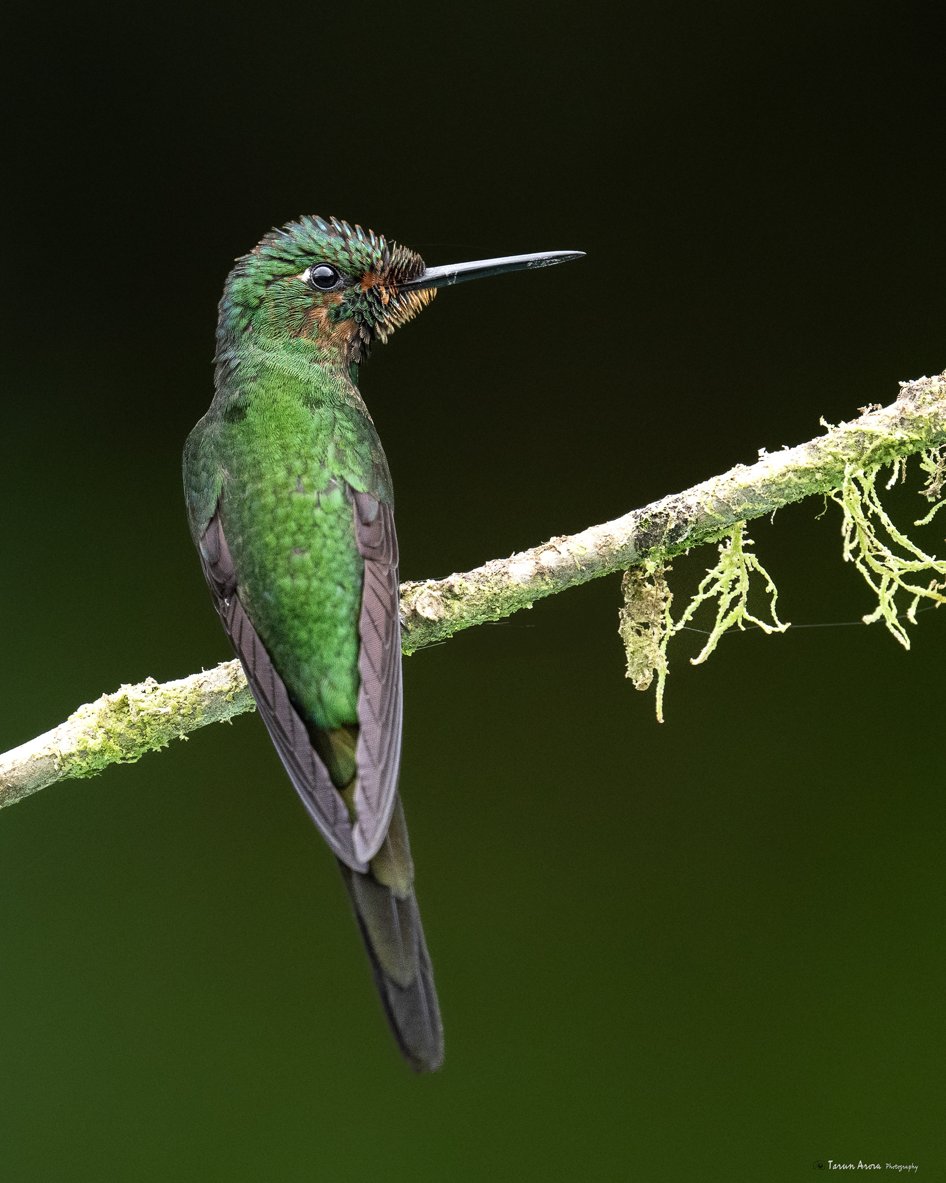 Green-crowned brilliant