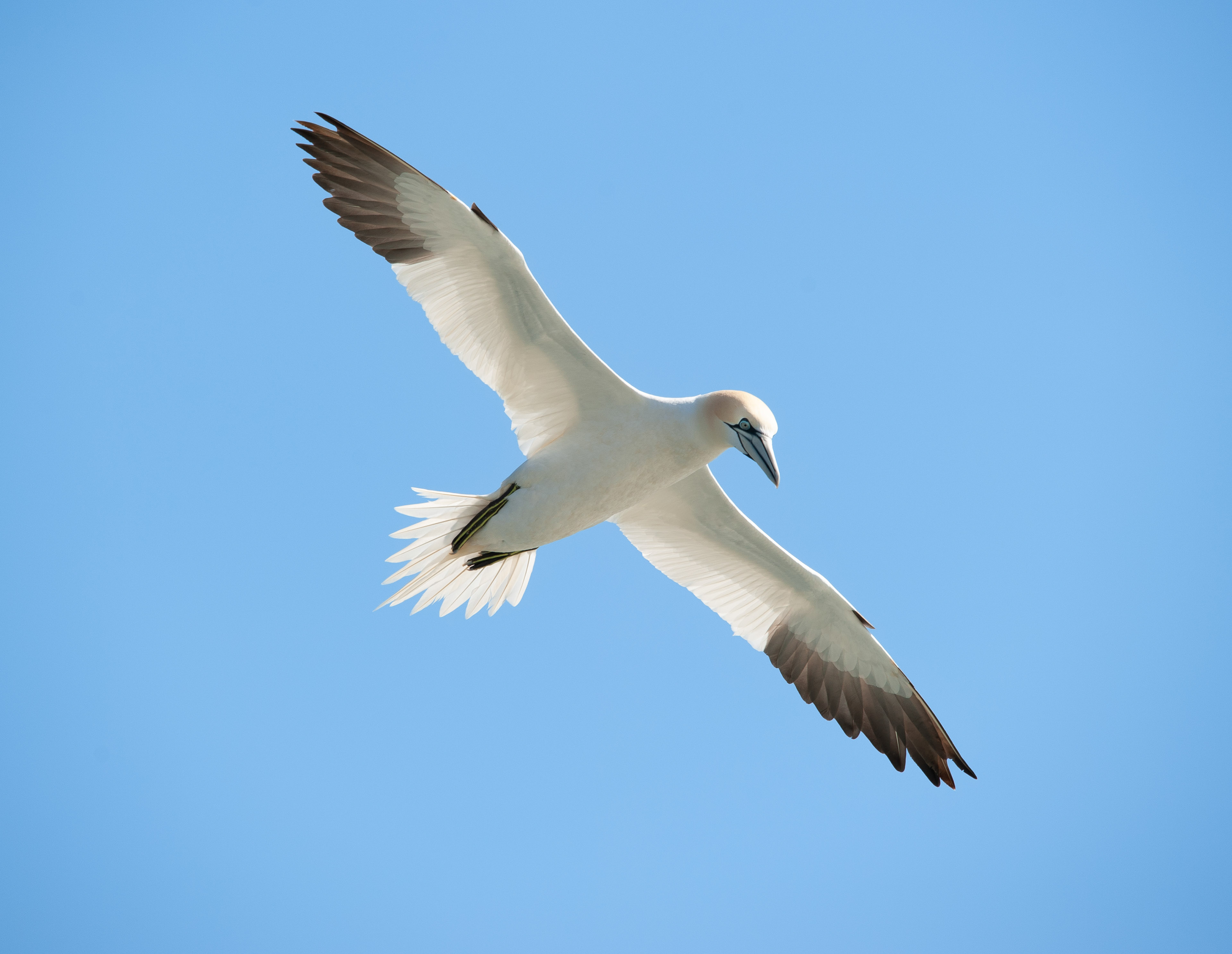 Northern Gannet, Newfoundland-Canada