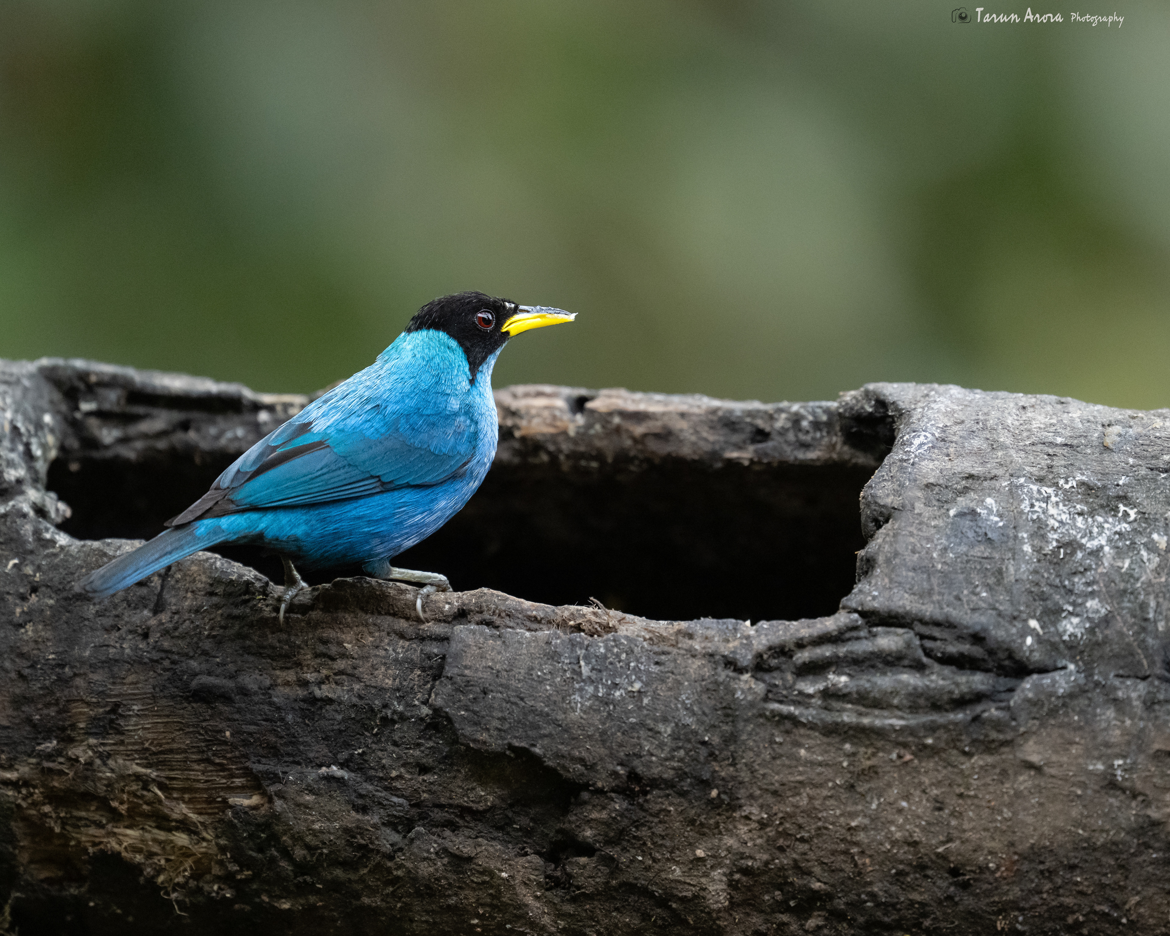 Honeycreeper