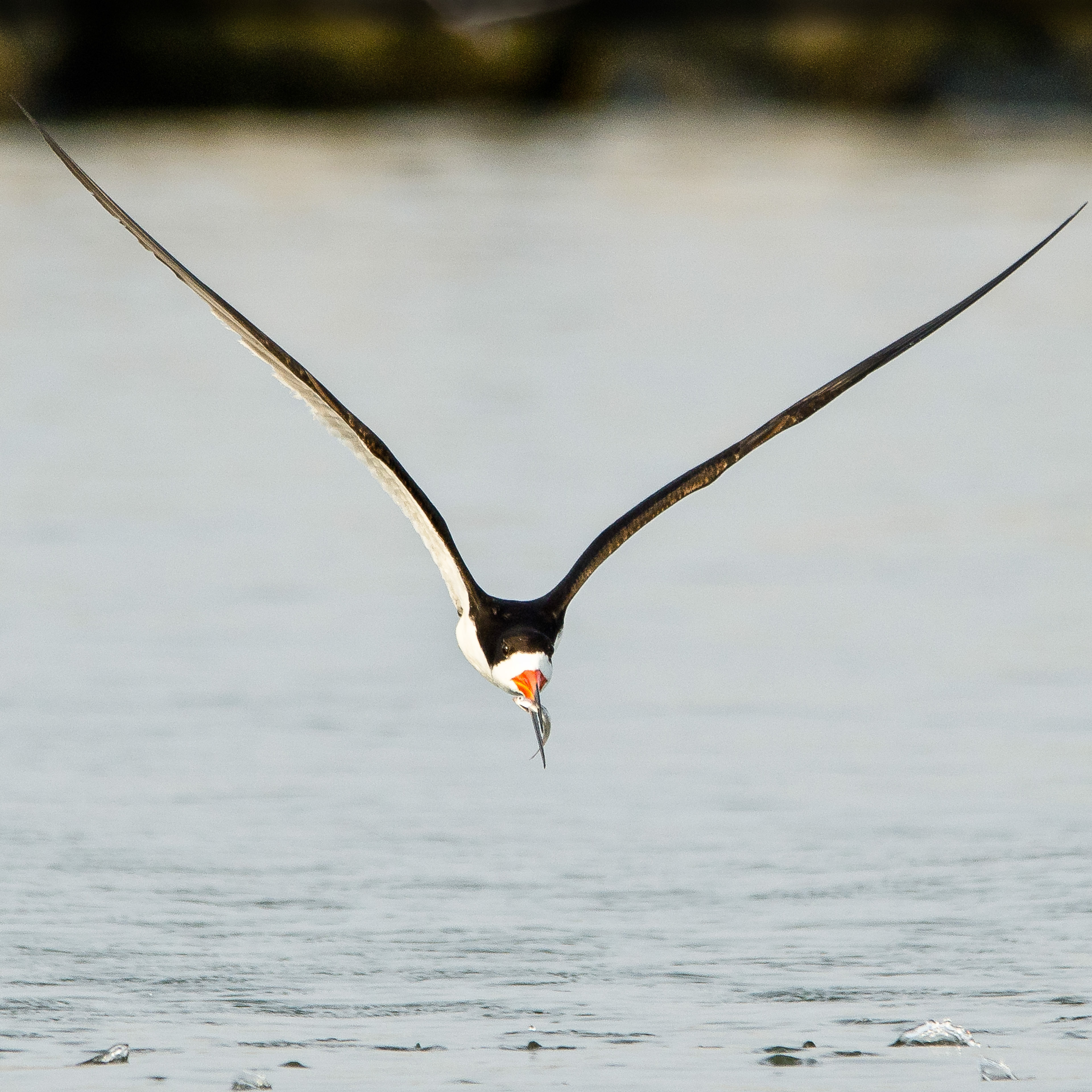 Skimmer with a Fish, North Carolina