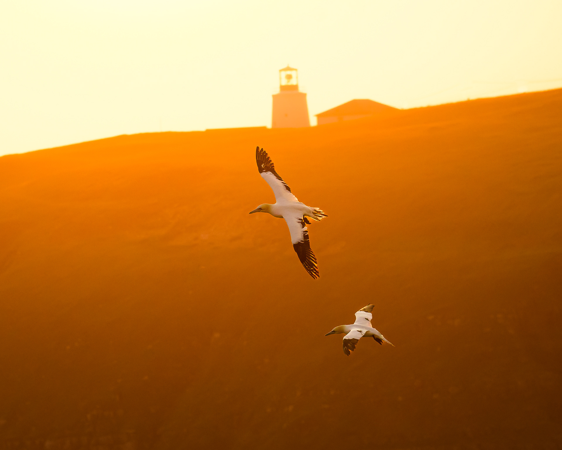 Gannets cruising in morning sunrise with Cape St Mary's lighthouse as a backdrop