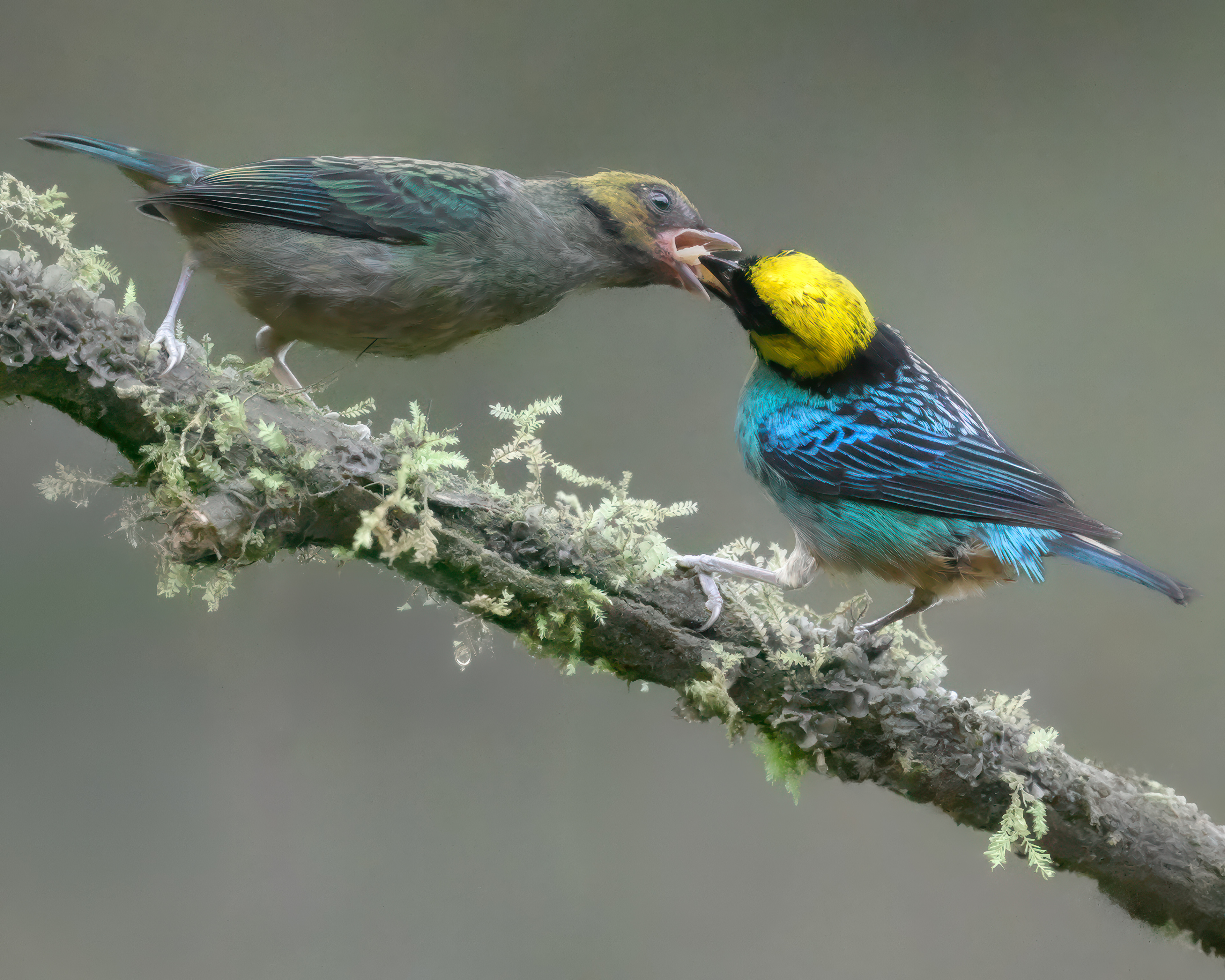 Green Honeycreeper & Saffron-crowned Tanager