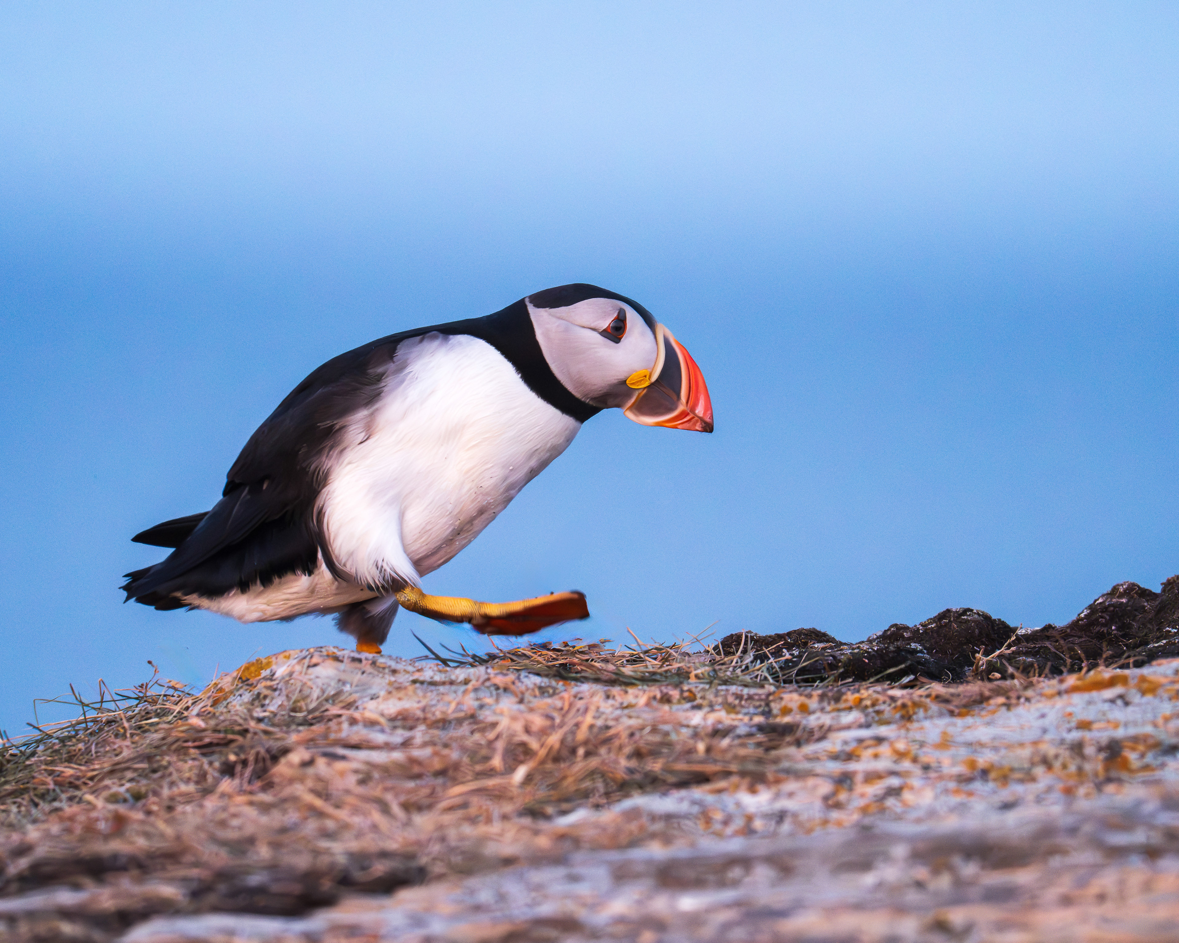 Going for a walk, Puffin in Newfoundland-Canada