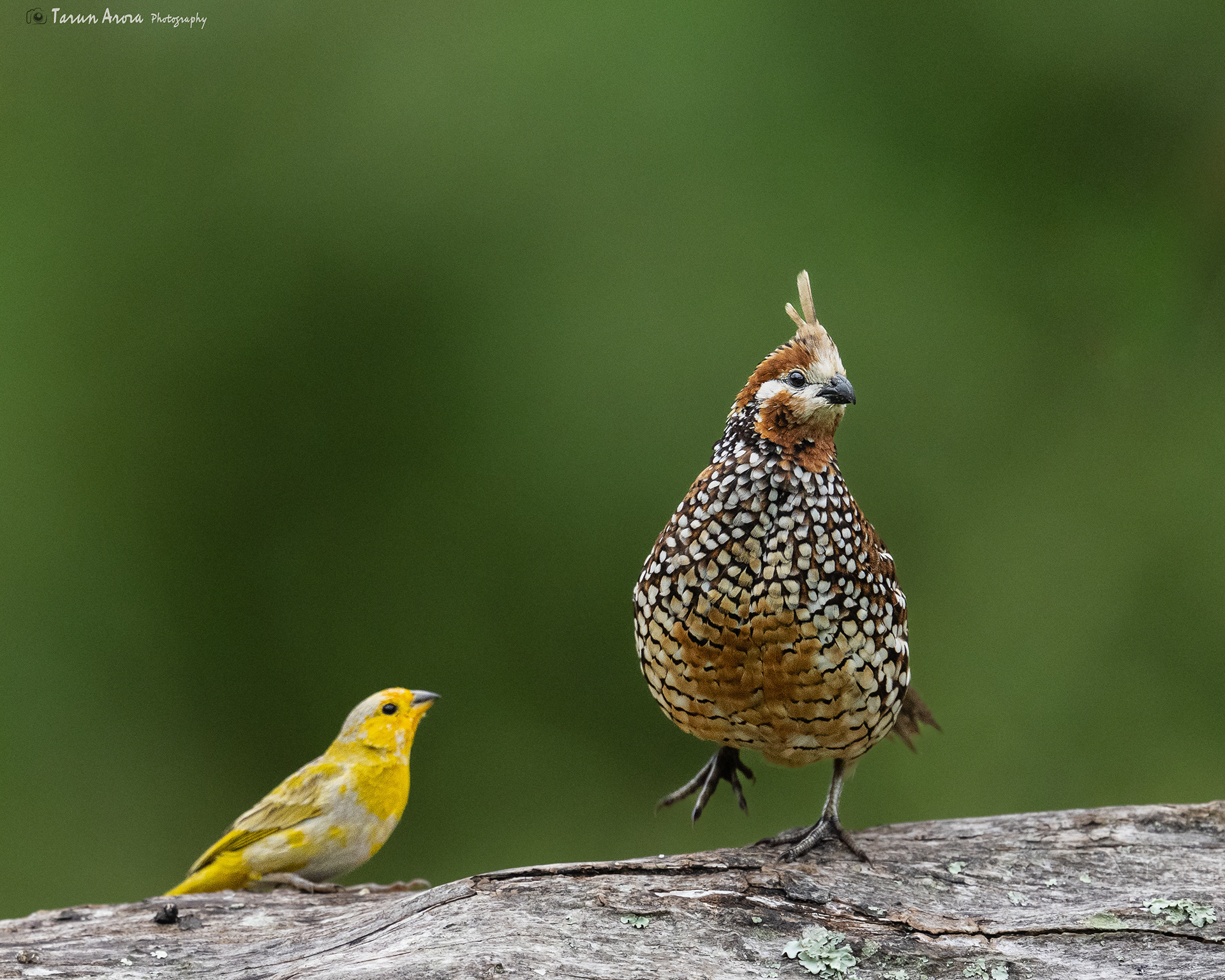 Crested Bobwhite