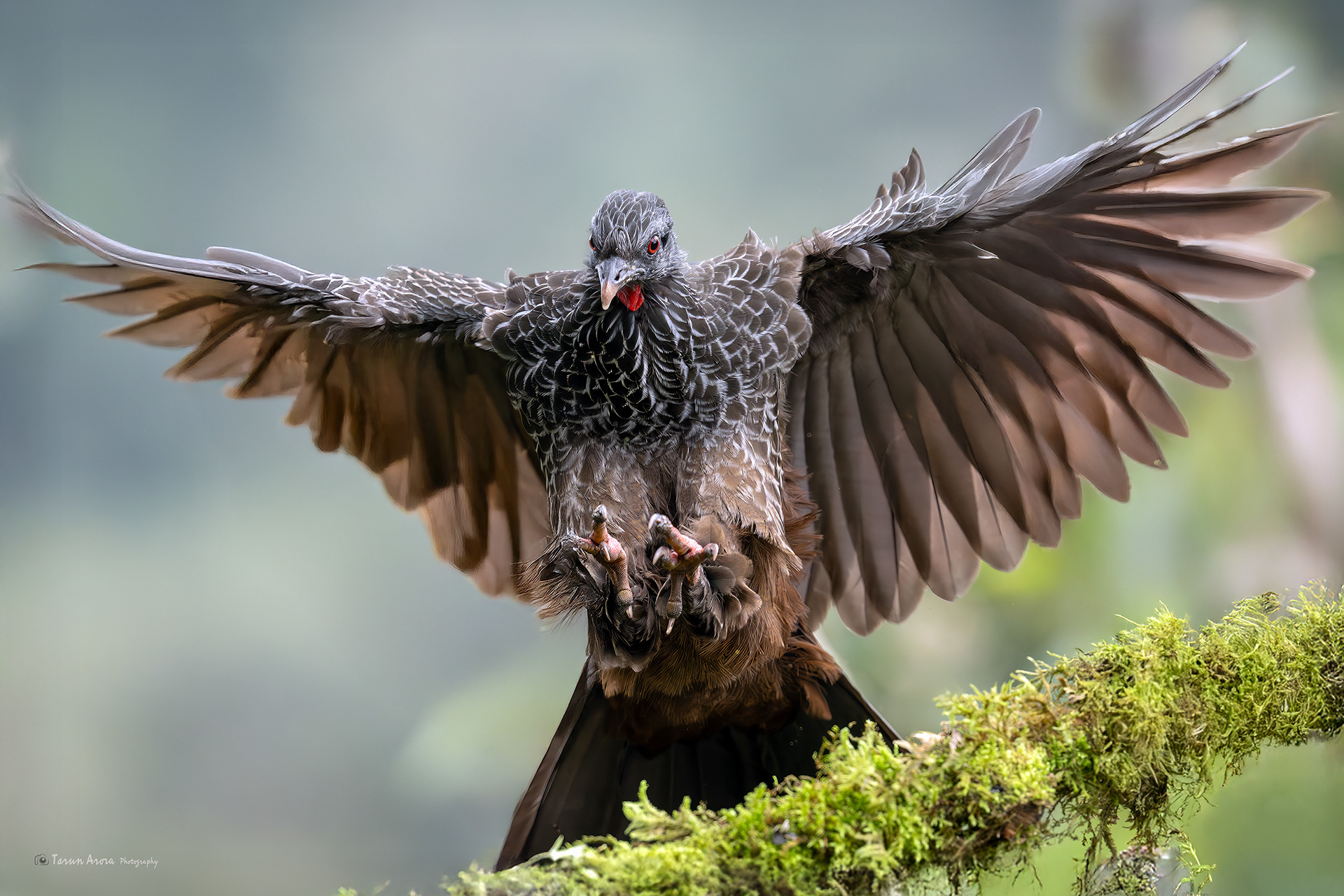 Andean Guan