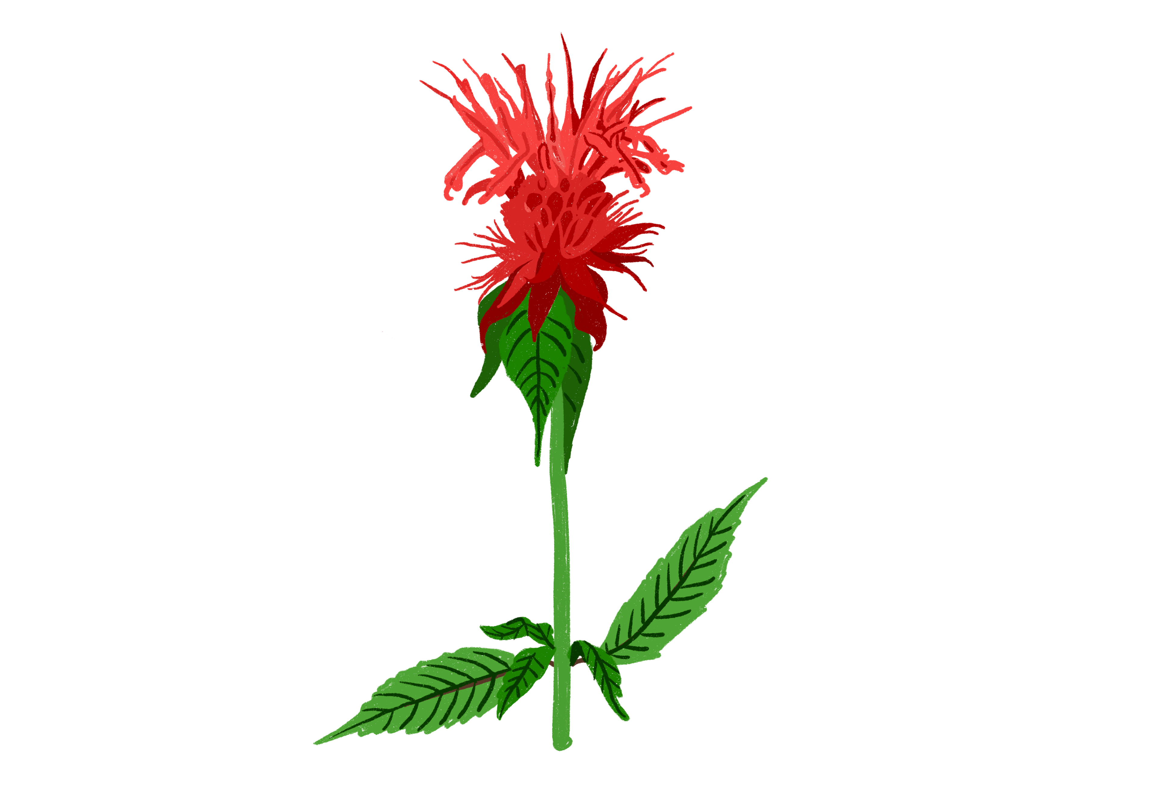 La monarde, Monarda Squaw