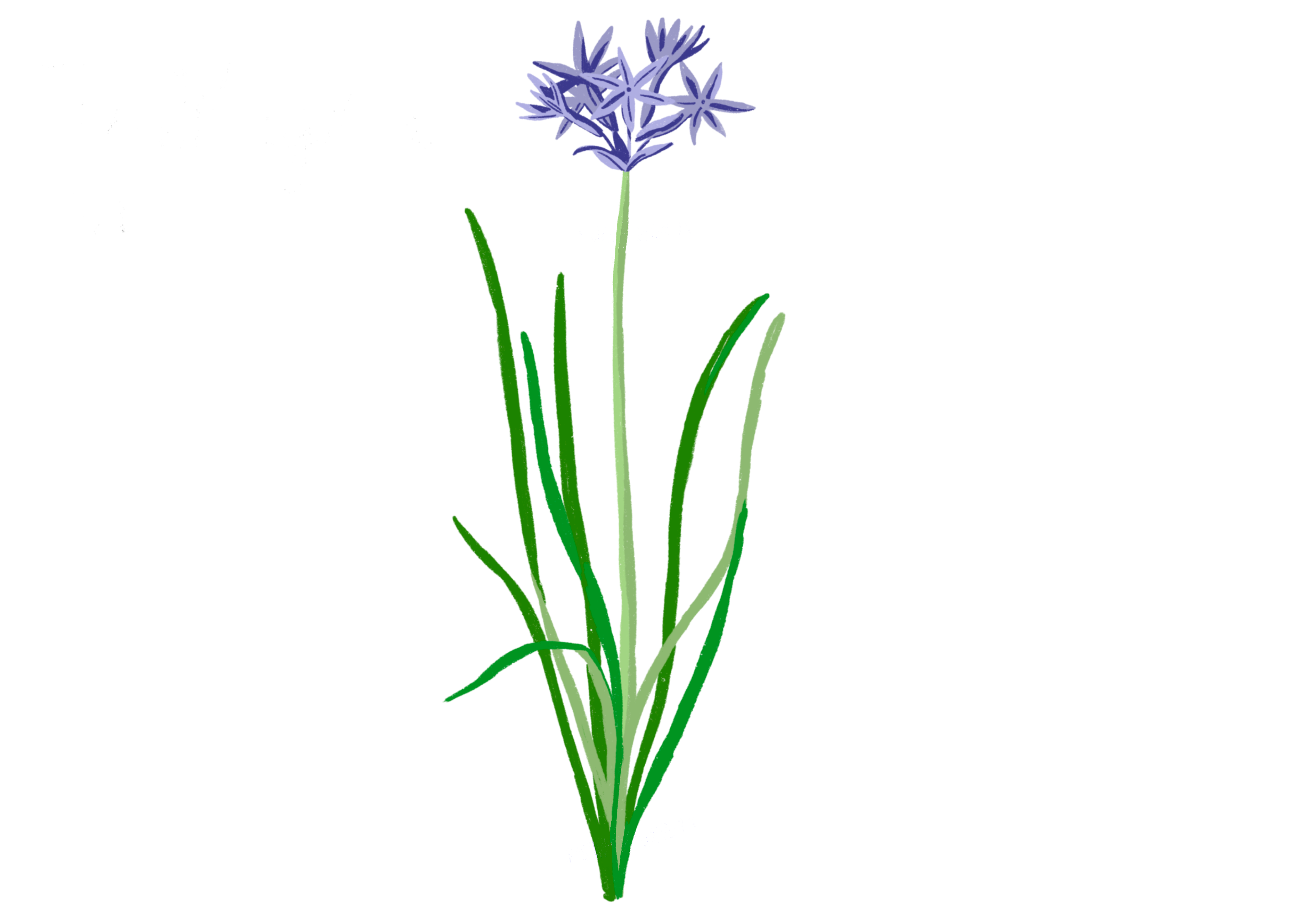 L’ail d’Afrique du Sud, Tulbaghia violacea