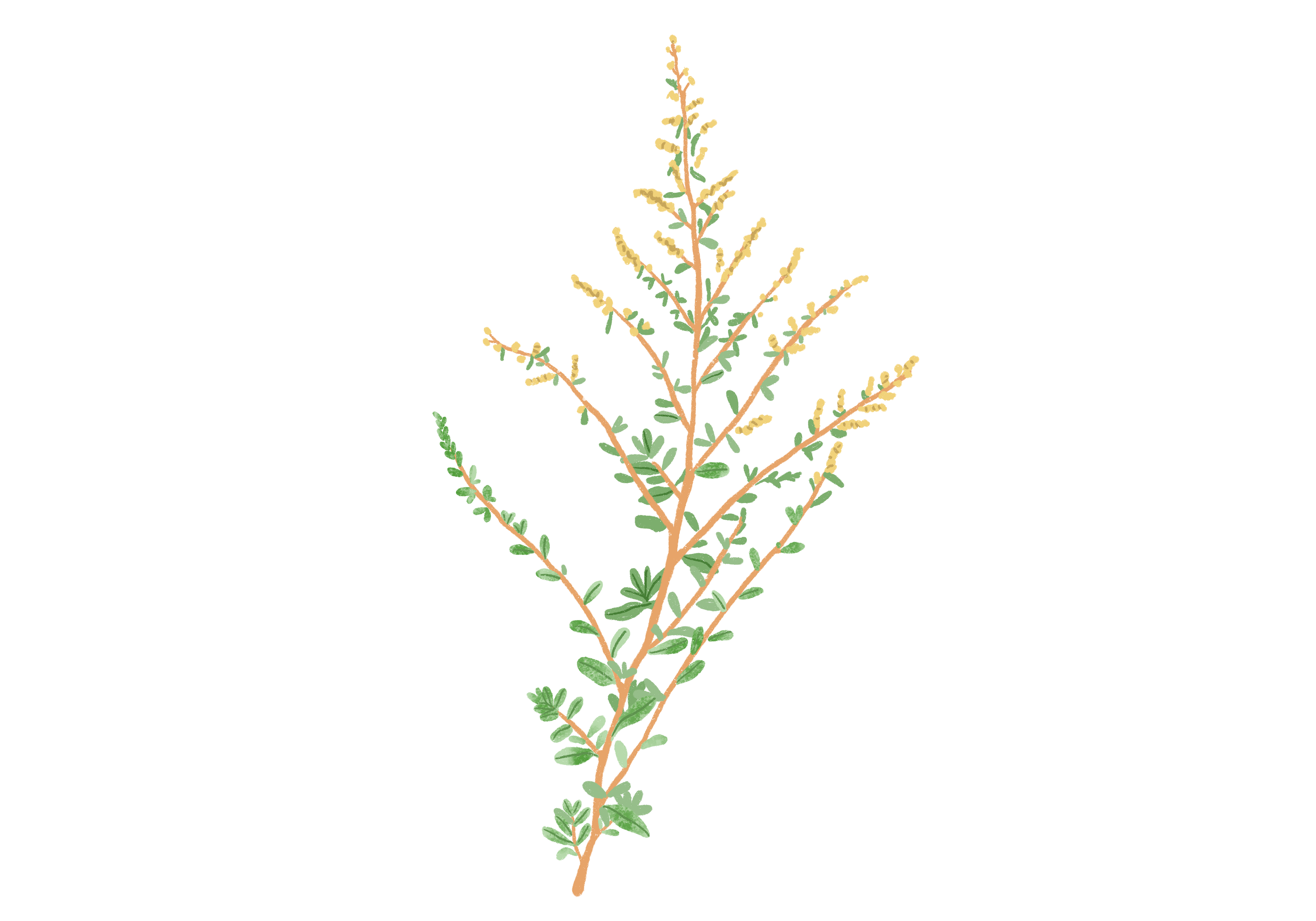 L’arroche de mer, Atriplex halimus