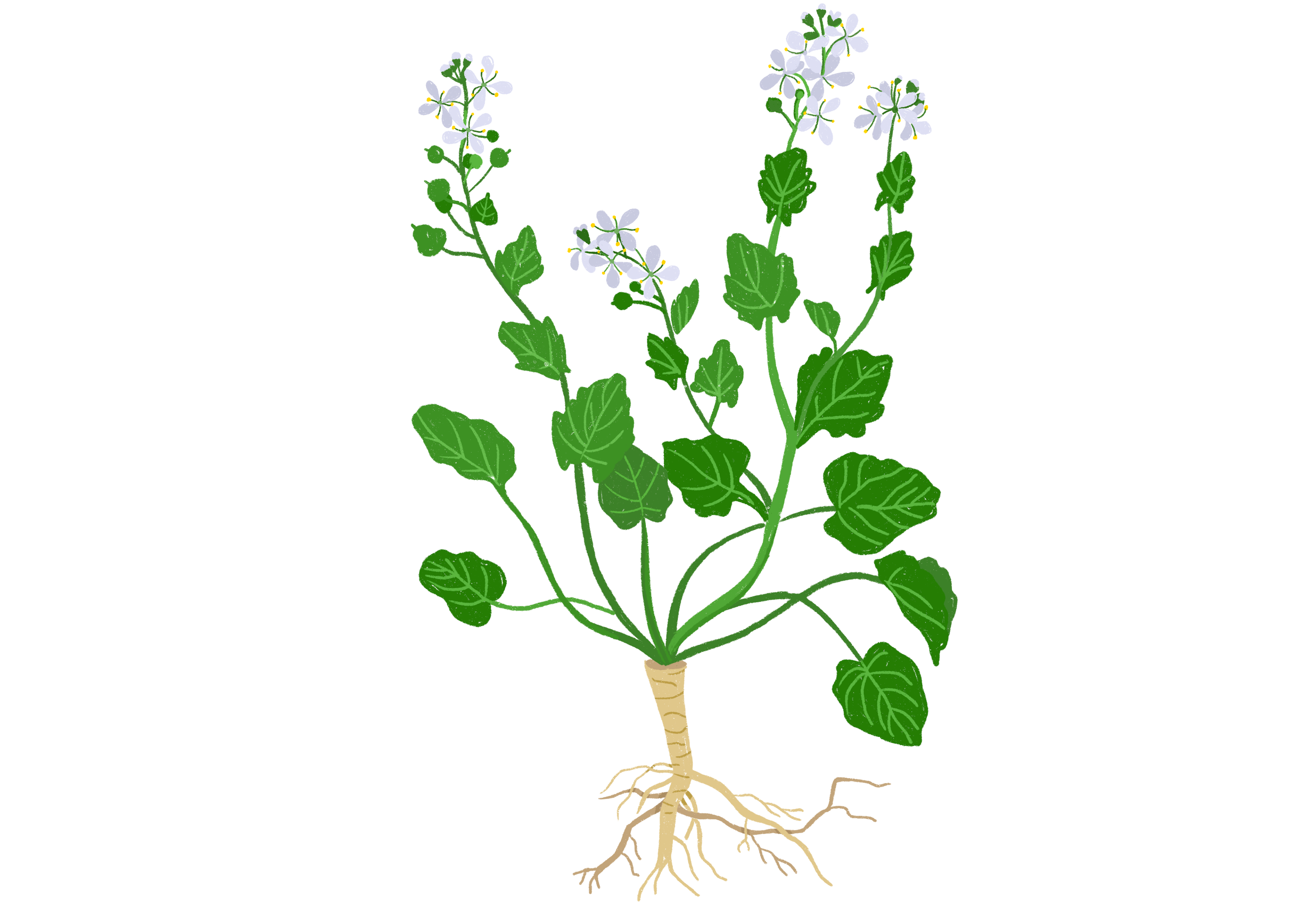 Le raifort officinal, Cochlearia officinalis