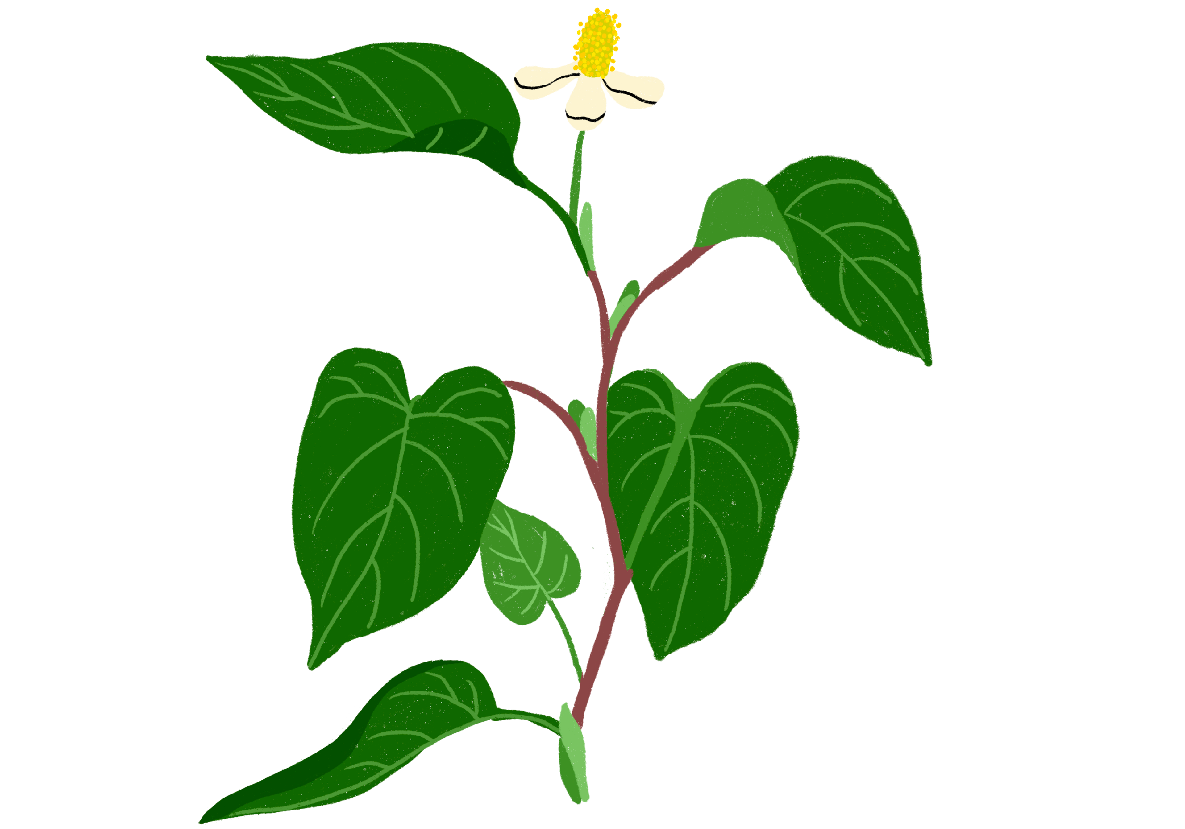 L’herbe à poivre, Houttuynia cordata