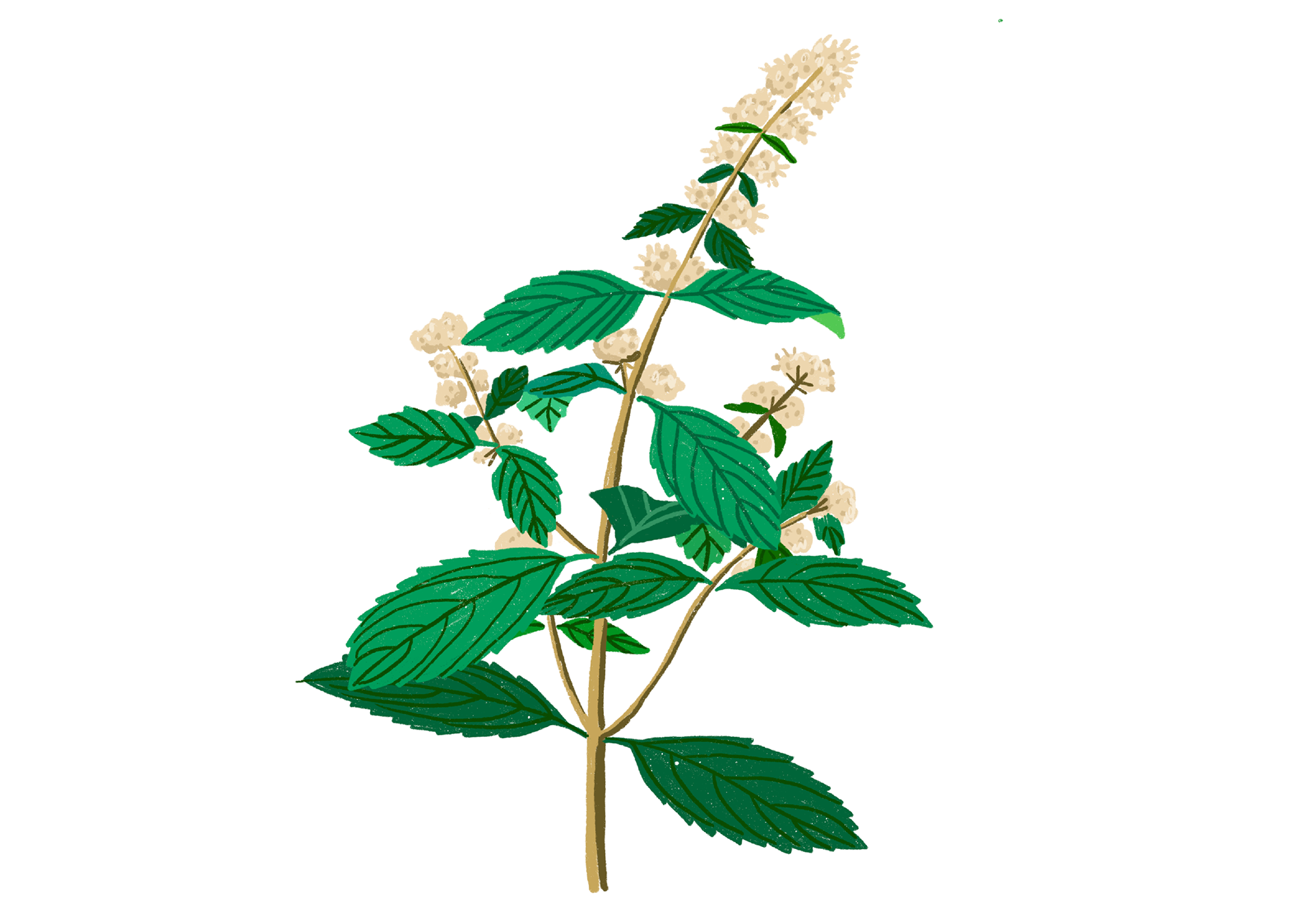La menthe glaciale, Mentha rotundifolia Glaciale
