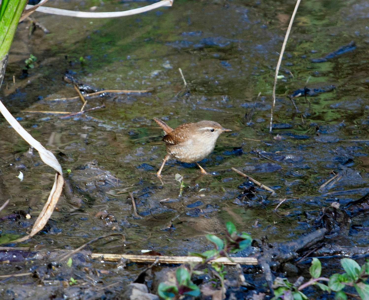 Wren in Denmore Wood, CrailPlease see my other BIRD Photographs at http://www.jamespdeans.co.uk/p335071268