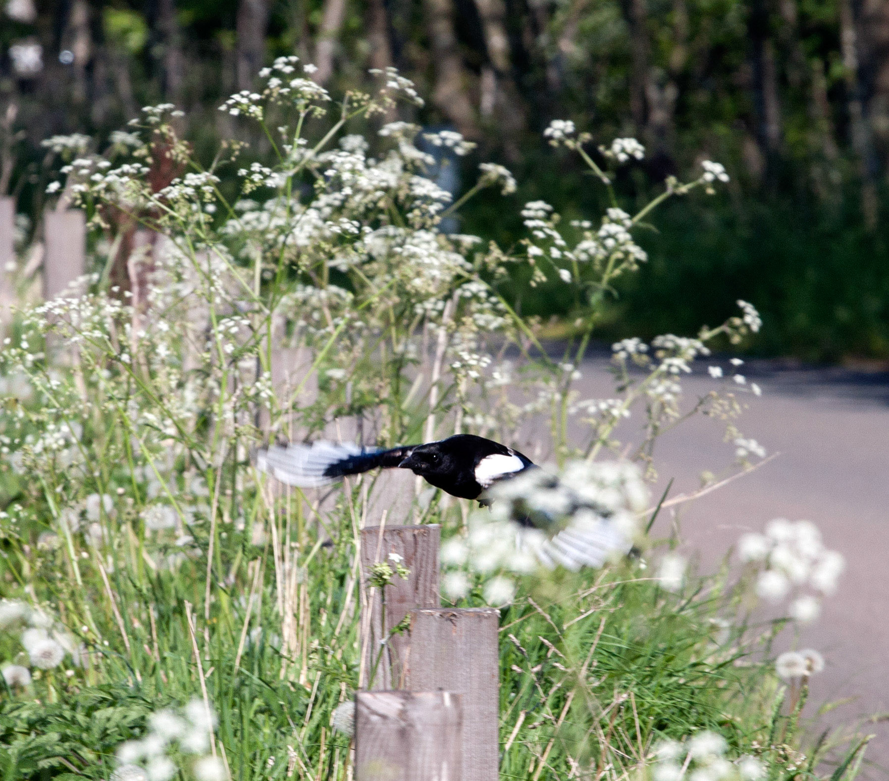 Magpie at MusselburghPlease see my other bird Photographs at:http://www.jamespdeans.co.uk/p335071268
