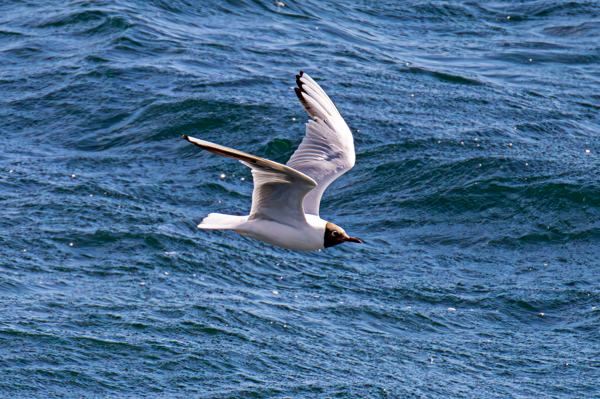 Stonehaven 30 July 2026