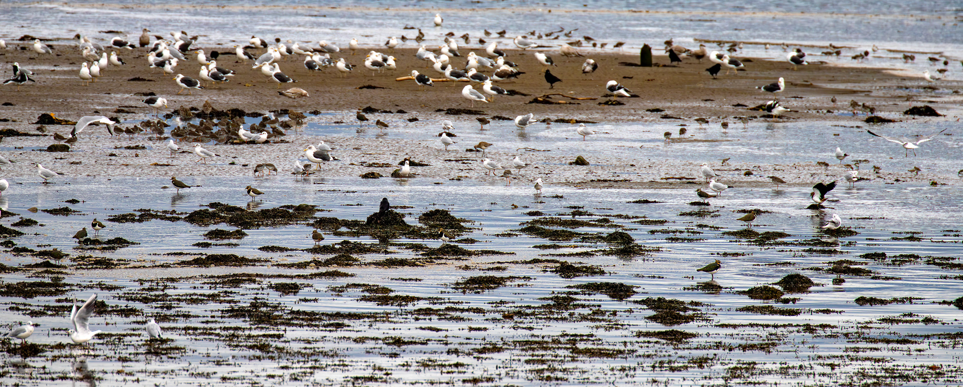 Birthwatching at Cramond 18 October 2024 - Bar Tailed Godwit, Curlew, Herring Gull, Lesser Black-Backed Gull, Black-headed Gull, Lapwing, carrion crow, Dunlin