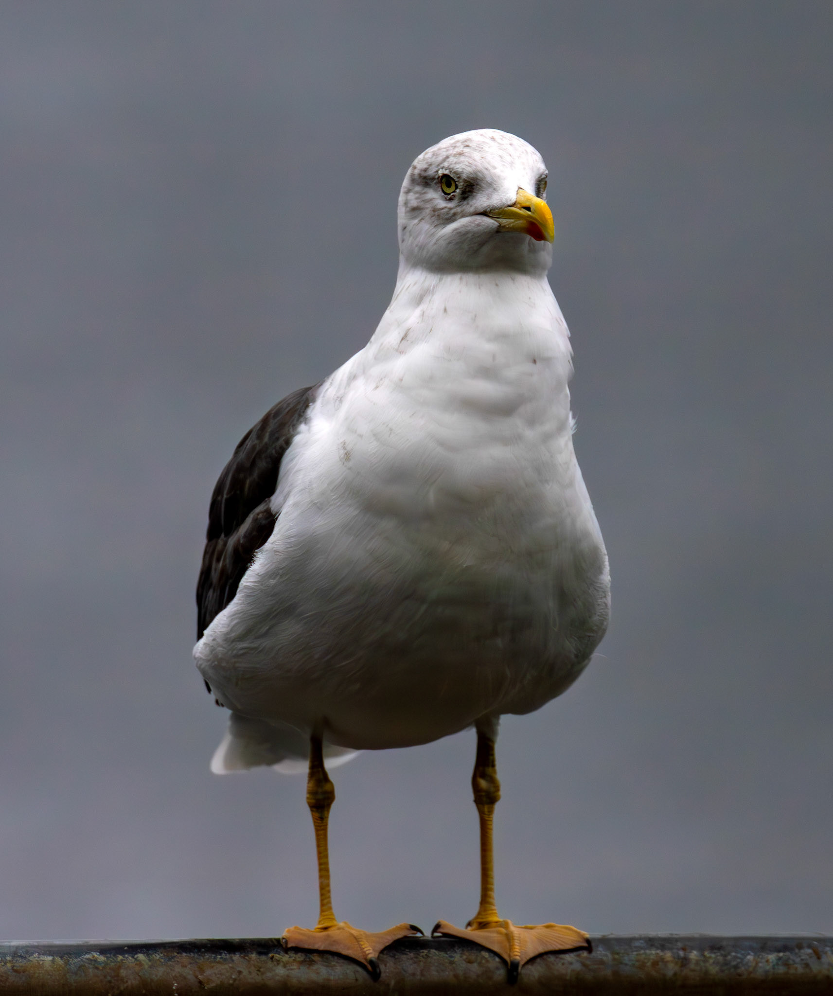 Lesser Black-Backed Gull - Hogganfield Loch 09 Sept 2024