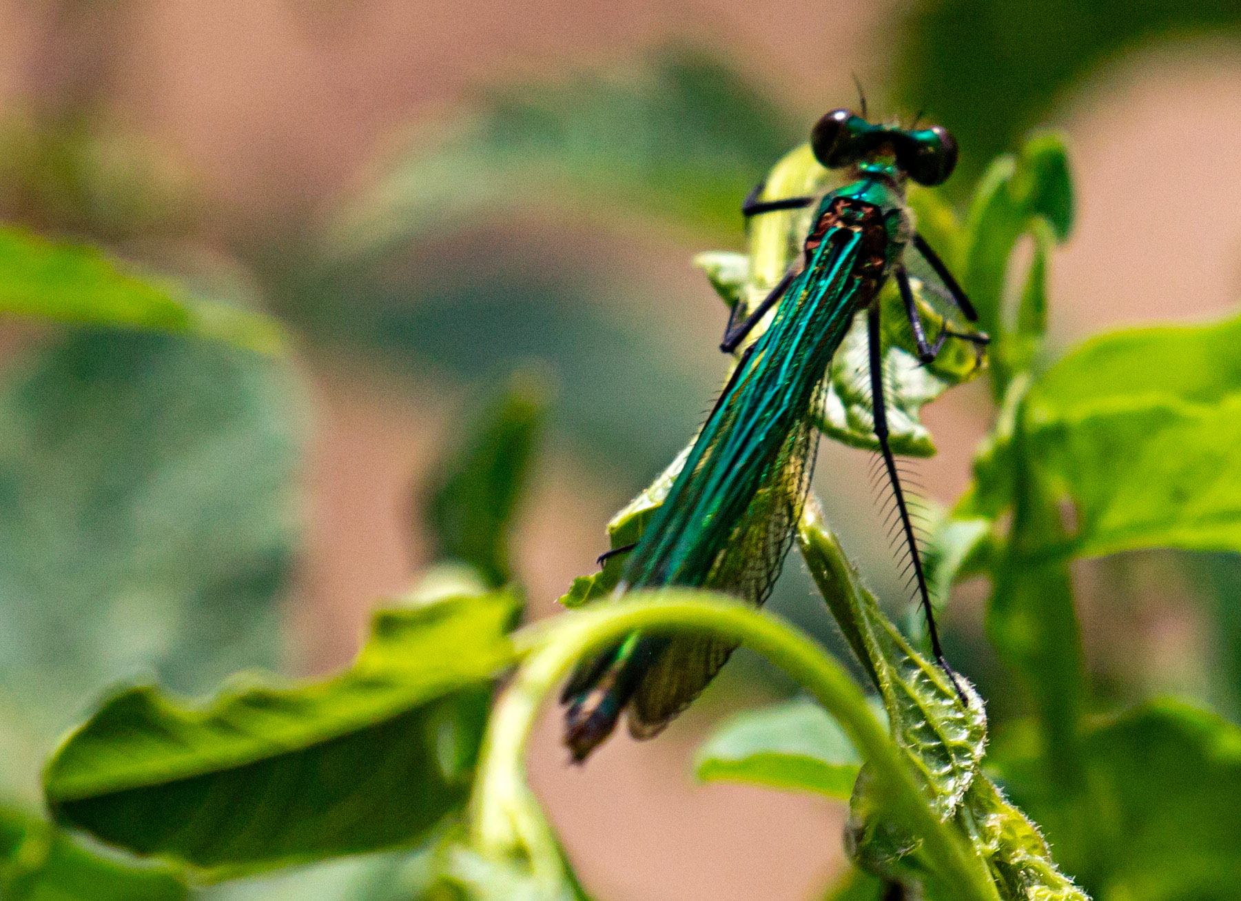 Beautiful Demoiselle (Calopteryx virgo) Walk Thames Path MArlow to Bourne End 06 August 2025