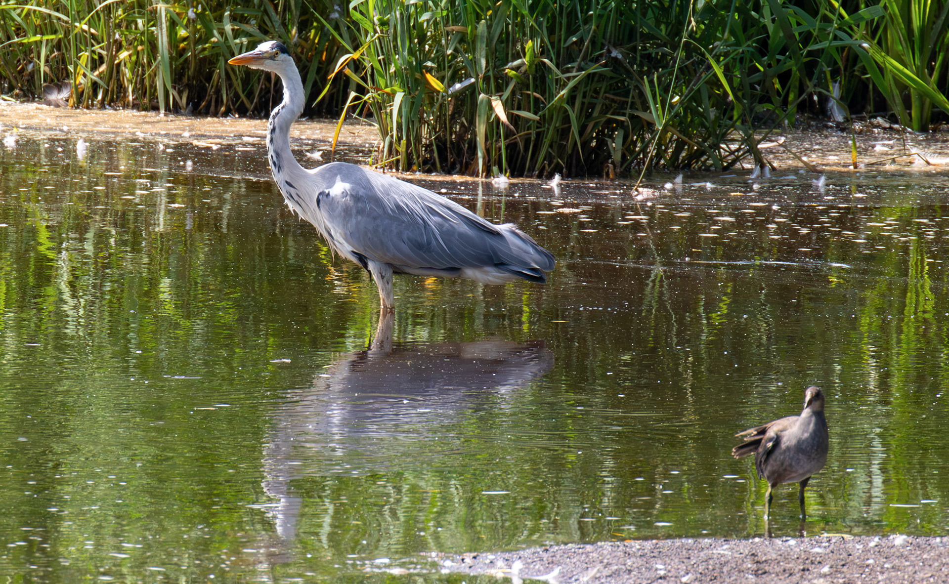 Grey Heron at Pools of Almond, Livingston 23 June 2026