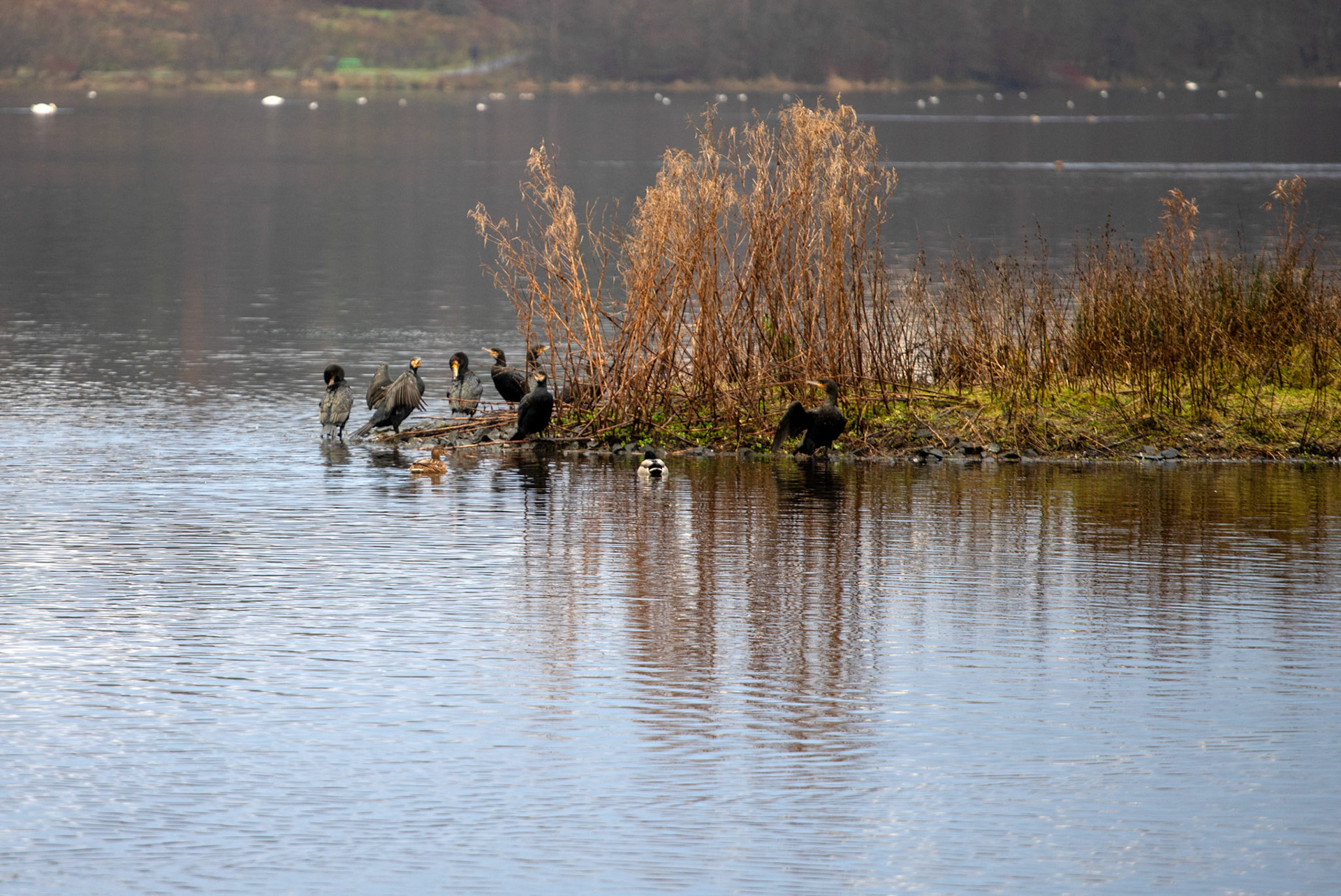 Broadwood Loch, Cumbernauld 05 January 2024