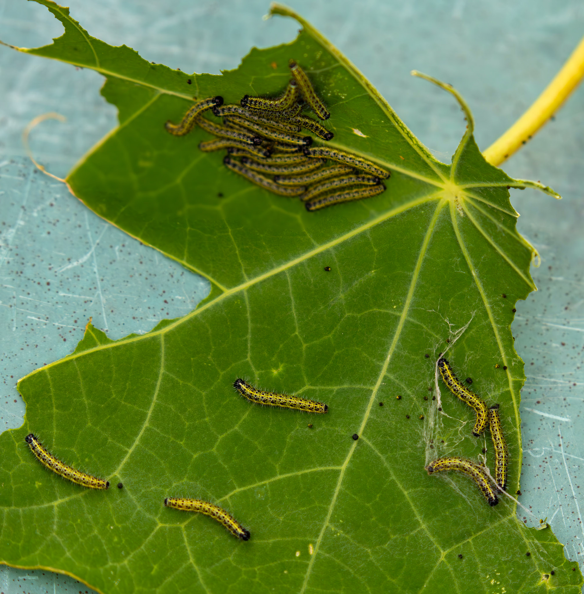 Large White Caterpillars - Livingston 28 July 2025