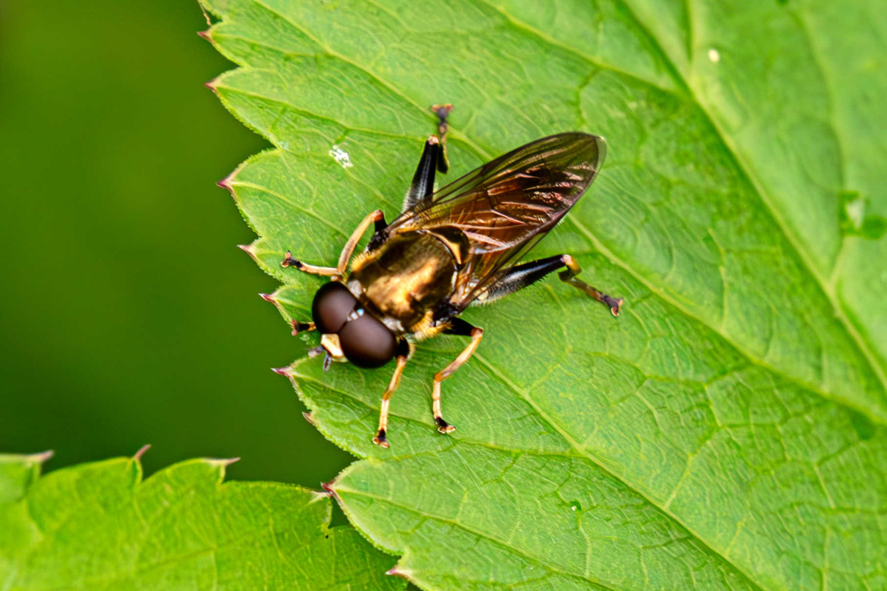 Hoverfly (Xylota segnis) - Gogar Bridge - Leyburn Road 31 May 2025