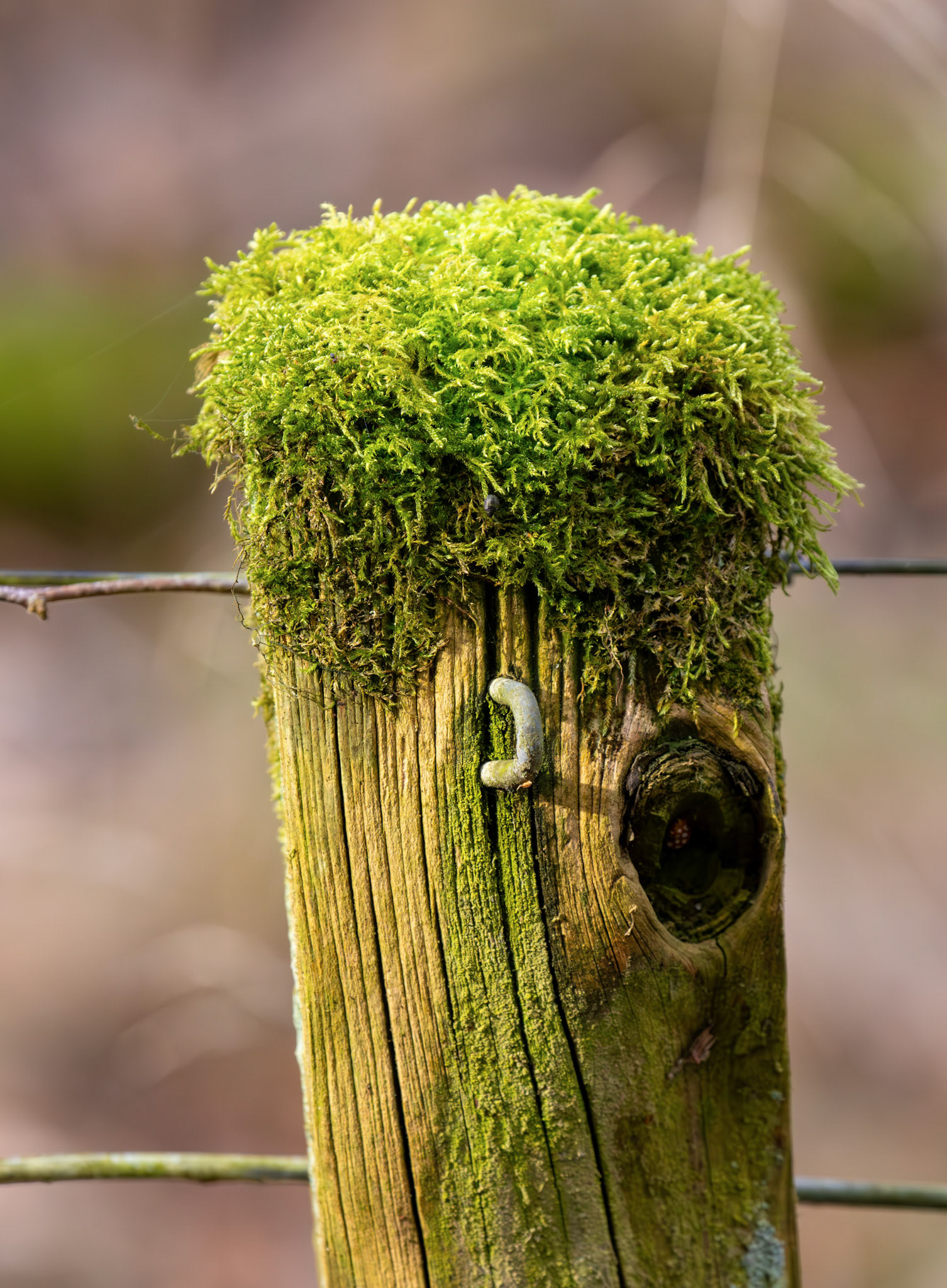 Murieston 27 February 2026