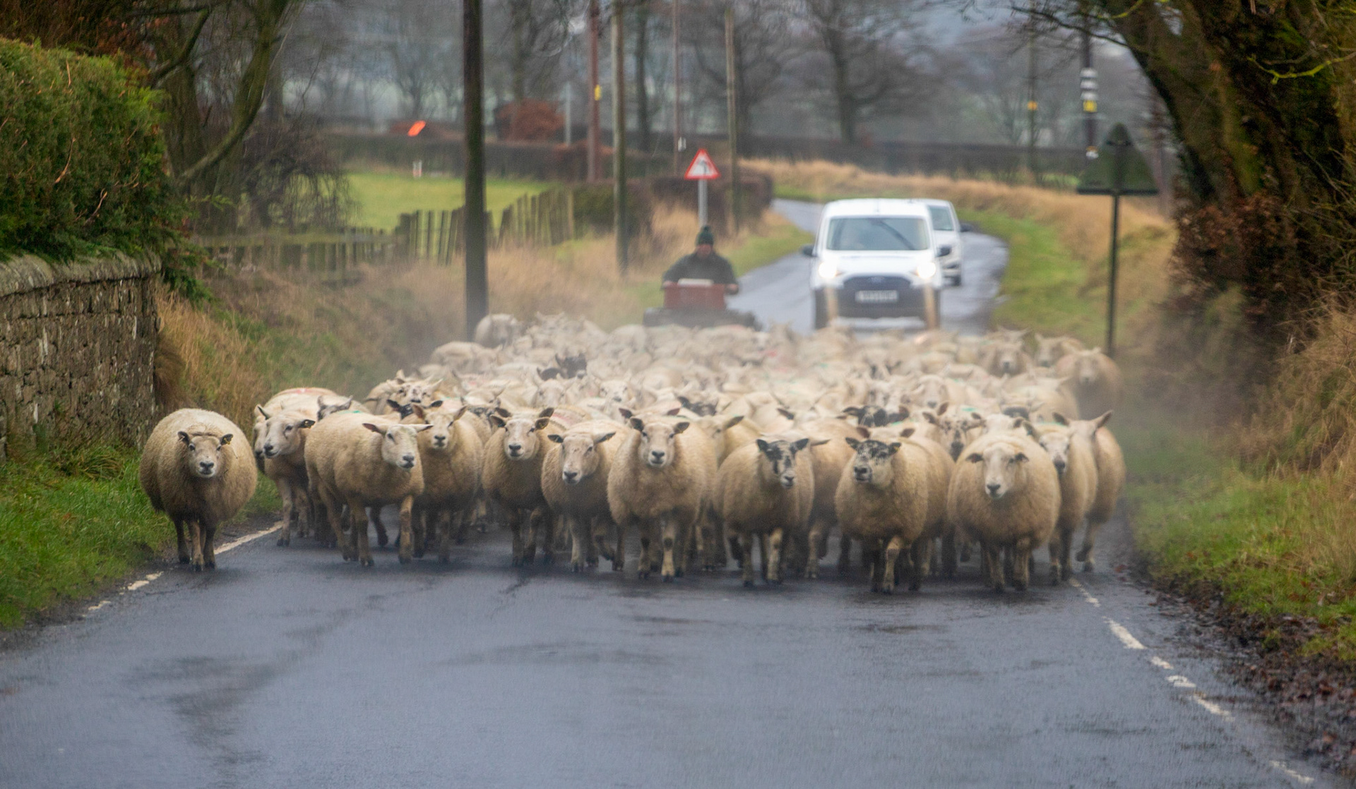 Sheep at Drumcross 05 January 2024